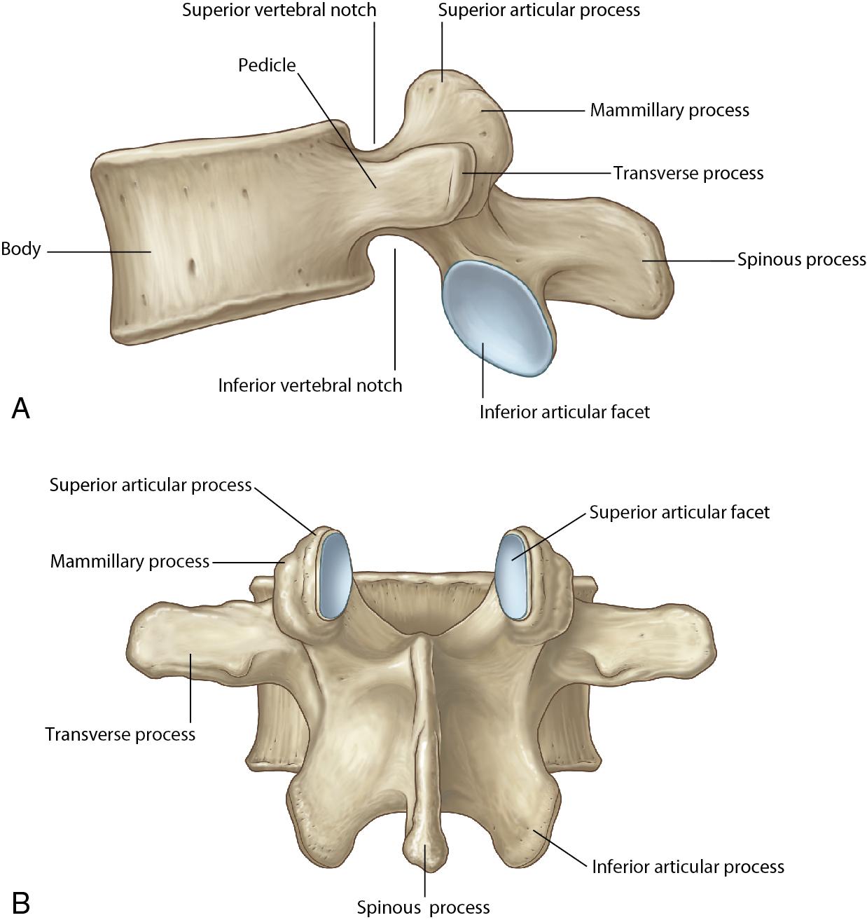 Fig. 3.1, (A) Lateral, typical lumbar vertebra. (B) Posterior, typical lumbar vertebra. (C) Superior, typical lumbar vertebra. (D) The six named posterior elements. IF, Inferior facet; L, lamina; P, pedicle; SF, superior facet; SP, spinous process; TP, transverse process.