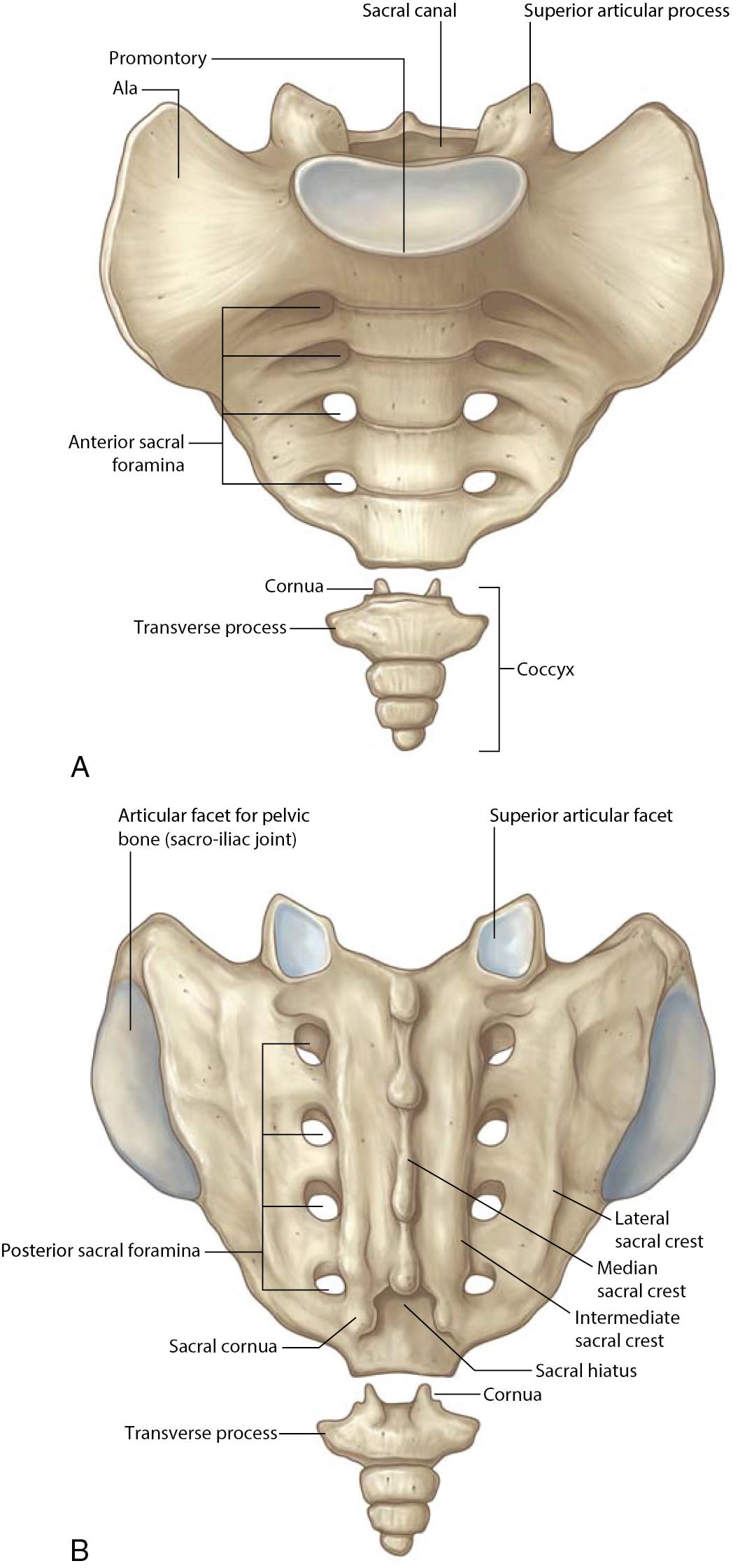 Fig. 3.2, (A) Sacrum, anterior. (B) Sacrum, posterior.