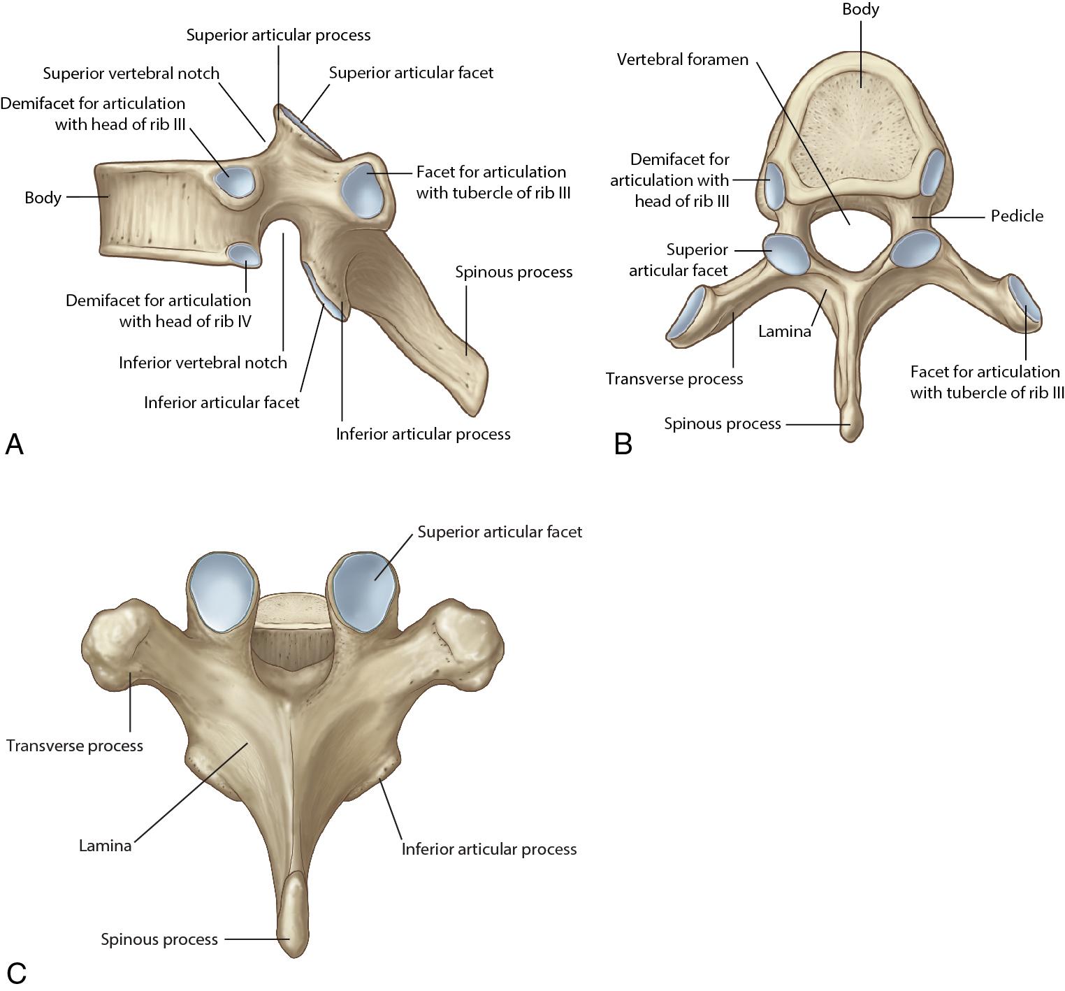 Fig. 2.1, Typical thoracic vertebra. (A) Lateral. (B) Superior. (C) Posterior.