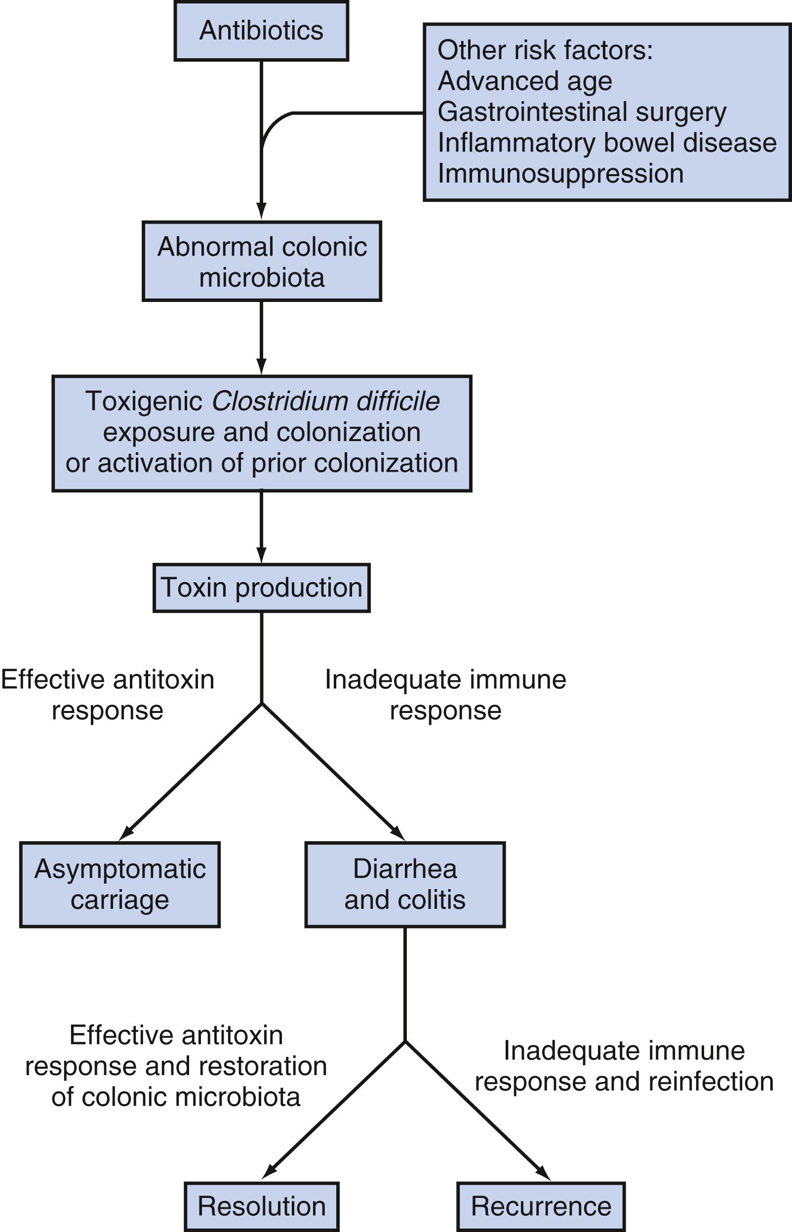 FIGURE 190.1, Pathogenesis of Clostridioides difficile infection.