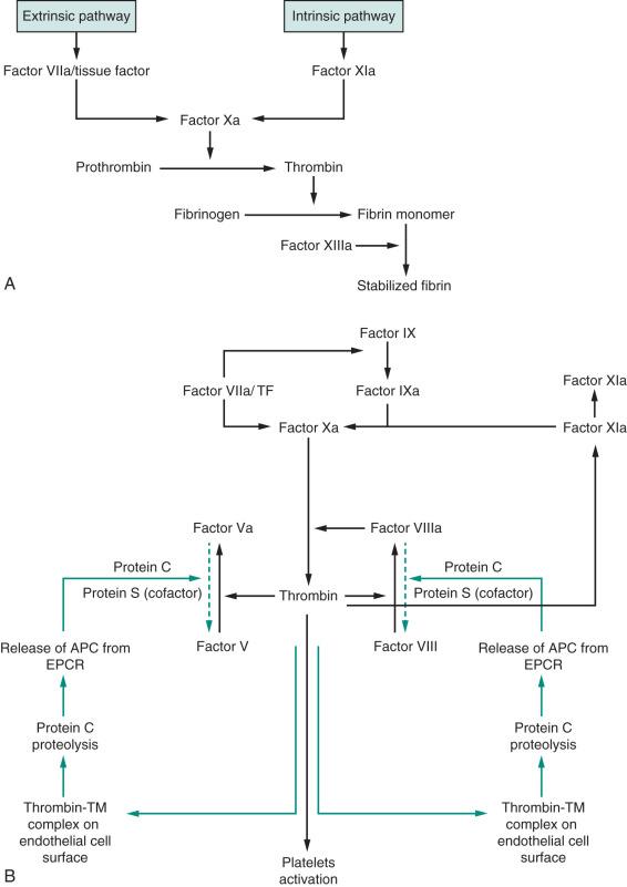 FIGURE 88.1, A, Simplified representation of the traditional model of coagulation cascade. B, Revised version of coagulation cascade with procoagulant effects of TF and thrombin. Black arrows indicate positive feedback loops, green arrows indicate negative feedback loops, dashed green arrows indicate inactivation of factors Va and VIIIa mediated by activated Protein C. APC, Activated protein C; EPCR, endothelial protein C receptor; TF, tissue factor; TM, thrombomodulin.