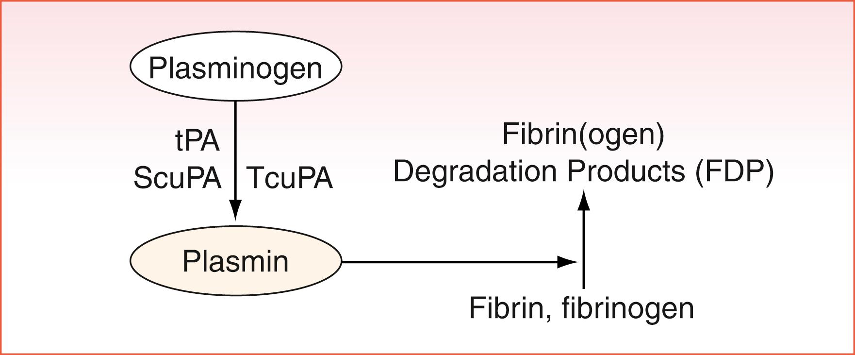 Figure 40.3, Fibrinolysis. Zymogen plasminogen is converted to plasmin by tissue plasminogen activator (tPA), single-chain urokinase plasminogen activator (ScuPA), and two-chain urokinase plasminogen activator (TcuPA). Formed plasmin degrades fibrinogen or fibrin to form fibrinogen or fibrin degradation products, respectively.