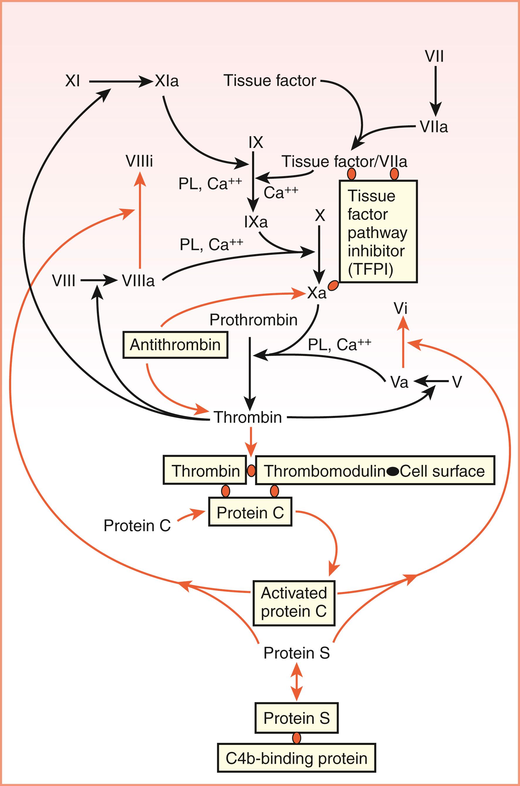 Figure 40.5, Natural inhibitors of coagulation: antithrombin (AT); components of the protein C pathway (thrombomodulin, protein C, protein S); and tissue factor pathway inhibitor (TFPI). Three major anticoagulant systems are recognized. Antithrombin inhibits factor Xa and thrombin to prevent thrombosis. It is important to note that antithrombin inhibits every enzymatic form of blood coagulation serine proteases (factor XIIa, plasma kallikrein, factor XIa, factor IXa, and factor VIIa), even though this is not indicated in the figure for readability purposes. The protein C system requires that this zymogen is activated to activated protein C by thrombin when bound to the endothelial cell membrane protein thrombomodulin. Protein S is a cofactor for activated protein C to inactivate factors Va and VIIIa. C4b-binding protein regulates protein S activity. TFPI makes a quaternary complex with tissue factor/factor VIIa and factor Xa to inhibit both enzymes.