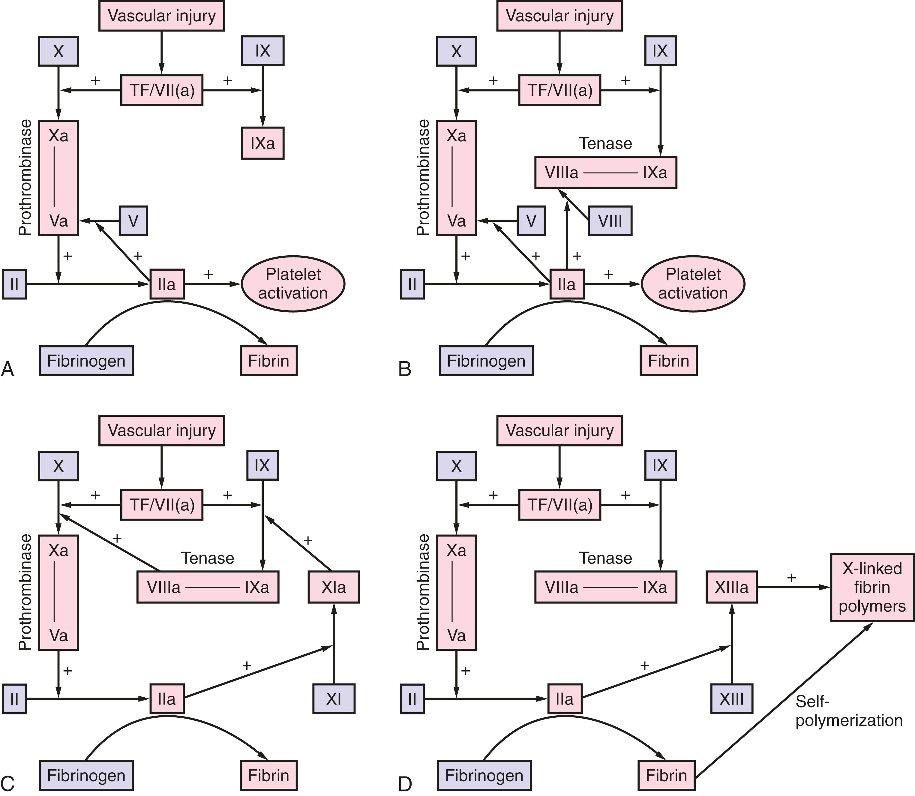 Figure 53.2, Fibrin plug formation.