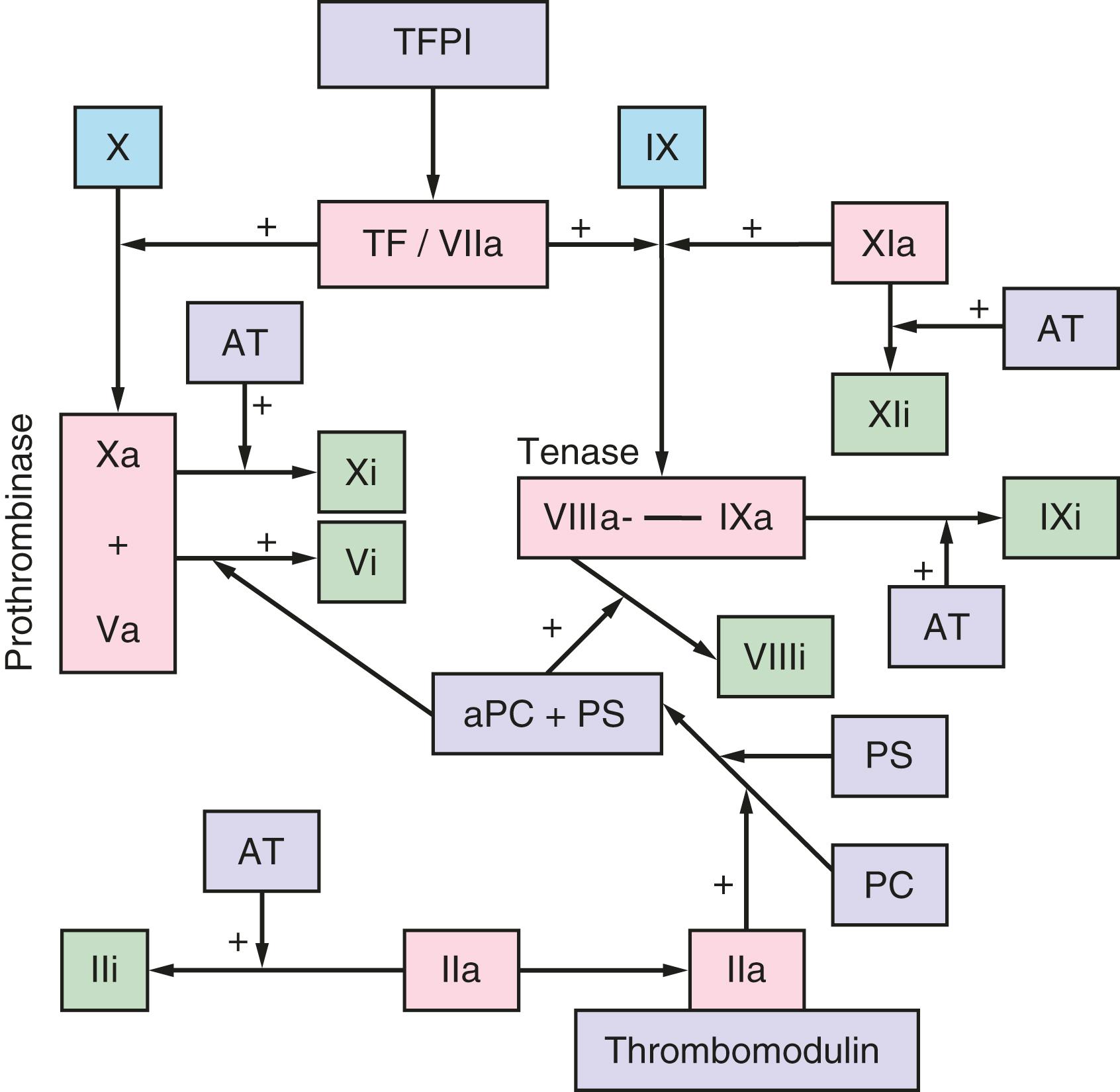 Figure 53.3, The anticoagulant system.