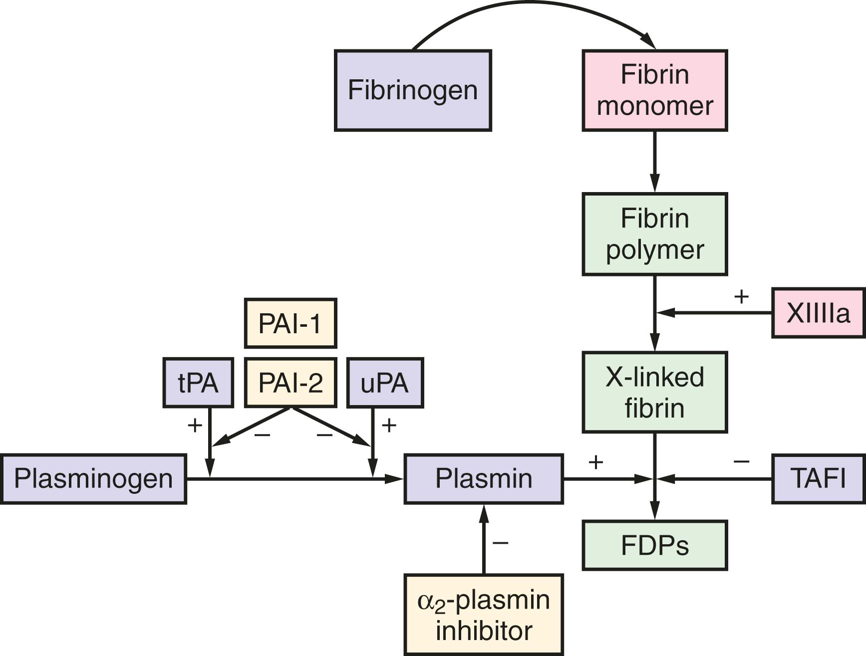 Figure 53.4, Fibrinolysis.