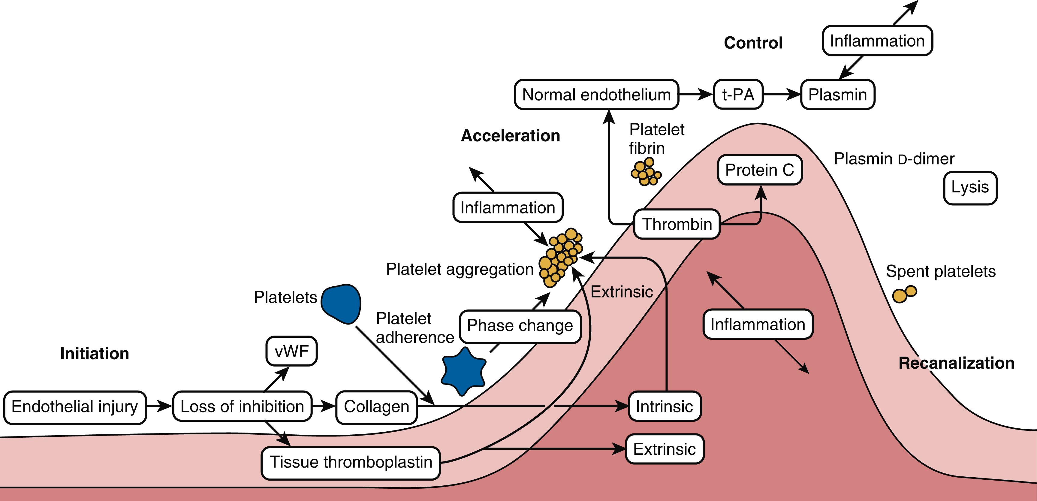 Figure 28.1, Clot formation. Coagulation is a sine wave of activity at the site of tissue injury with four stages: initiation, acceleration, control, and lysis. t-PA, Tissue plasminogen activator; vWF, von Willebrand factor.