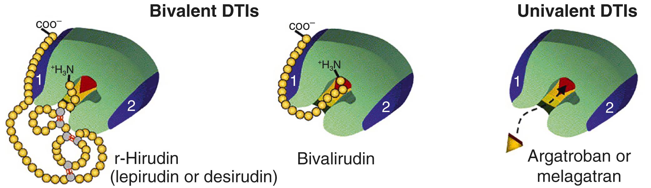 Figure 28.11, Binding sites for direct thrombin inhibitors. Hirudins bind at exosite 1 and to the apolar region of thrombin, blocking the active site of thrombin. Bivalirudin binds to exosite 1 and the active site of thrombin. Argatroban binds to the active site alone, and is thus considered a univalent direct thrombin inhibitor (DTI) .