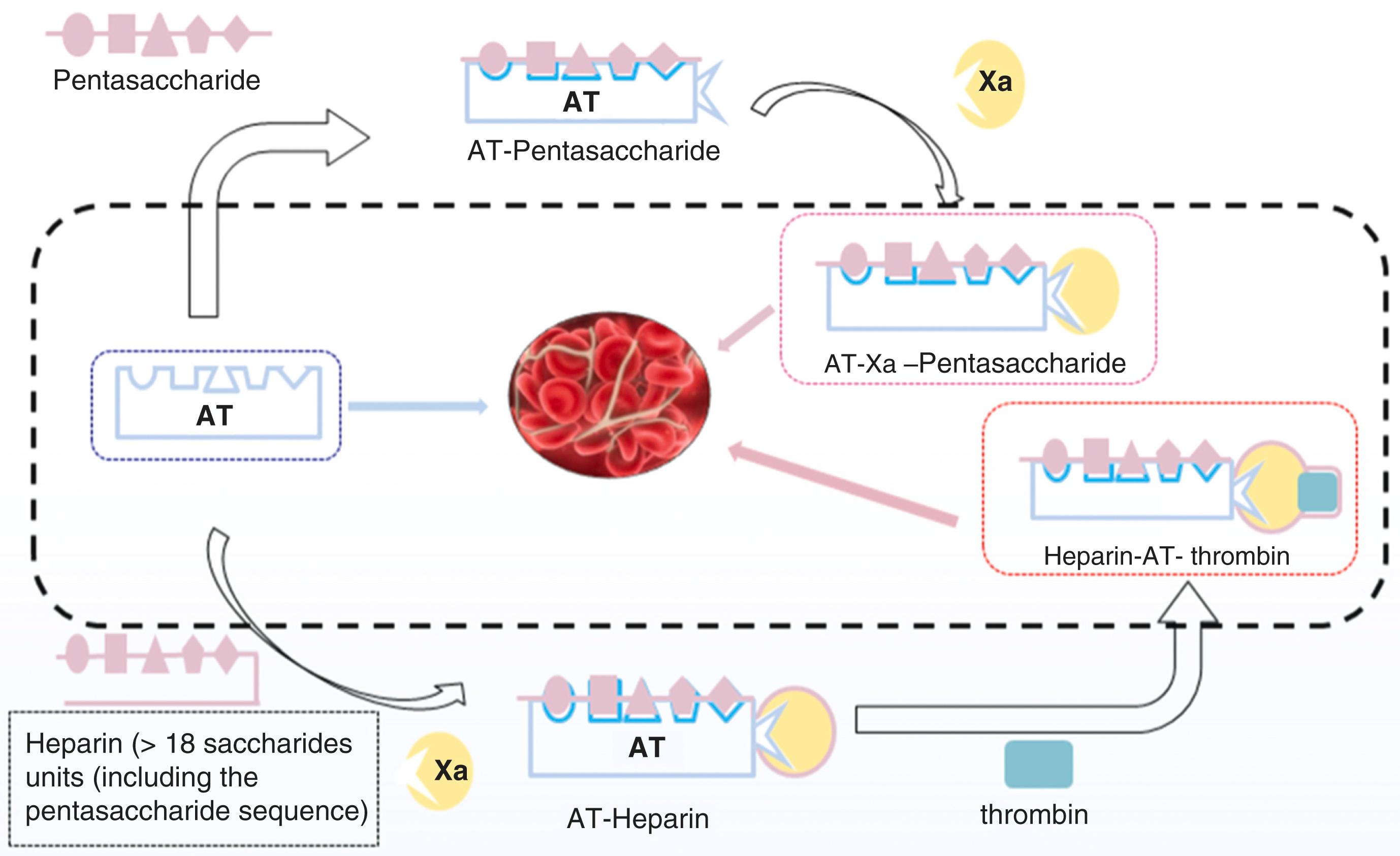 Figure 28.5, Inhibition of antithrombin III by heparin. Heparin fragments of any length are able to bind to antithrombin (AT) to inhibit factor Xa; only chains with ≥18 units are capable of AT-mediated thrombin inhibition.