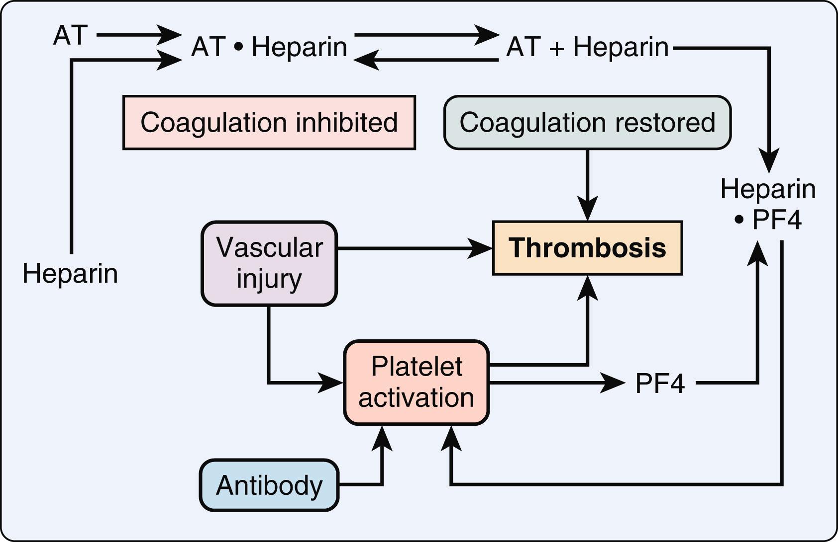 Figure 28.10, Mechanism of thrombosis in heparin-induced thrombocytopenia. Normally, heparin and antithrombin (AT) form a complex that inhibits coagulation. Platelet factor 4 (PF4) , released from platelets on activation, binds heparin and drives the dissociation reaction of the AT-heparin complex to the right, restoring coagulation locally. Restored coagulation mechanisms and activated platelets form thrombus in the presence of vascular injury.