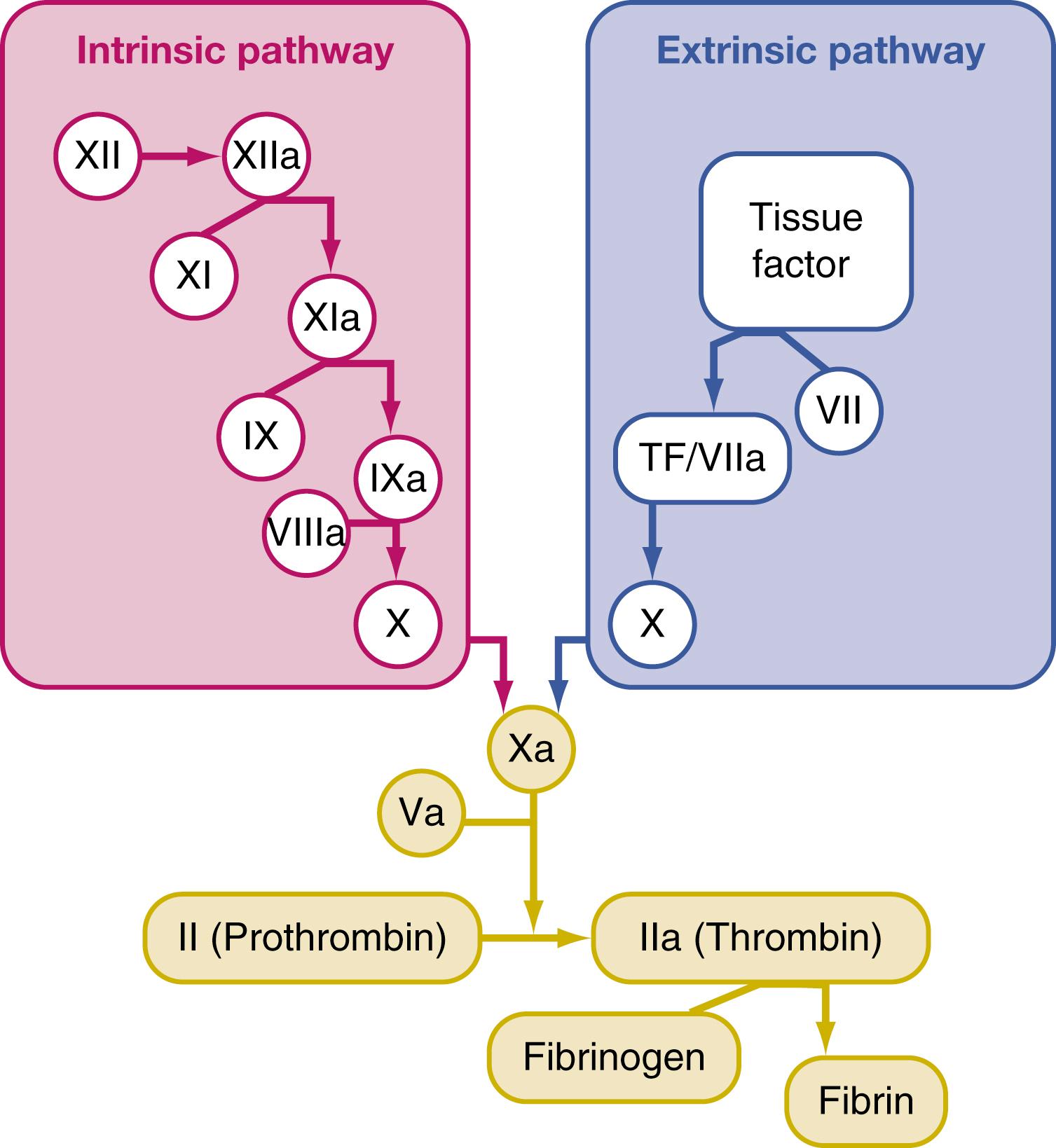 Figure 18.1, The coagulation cascade.