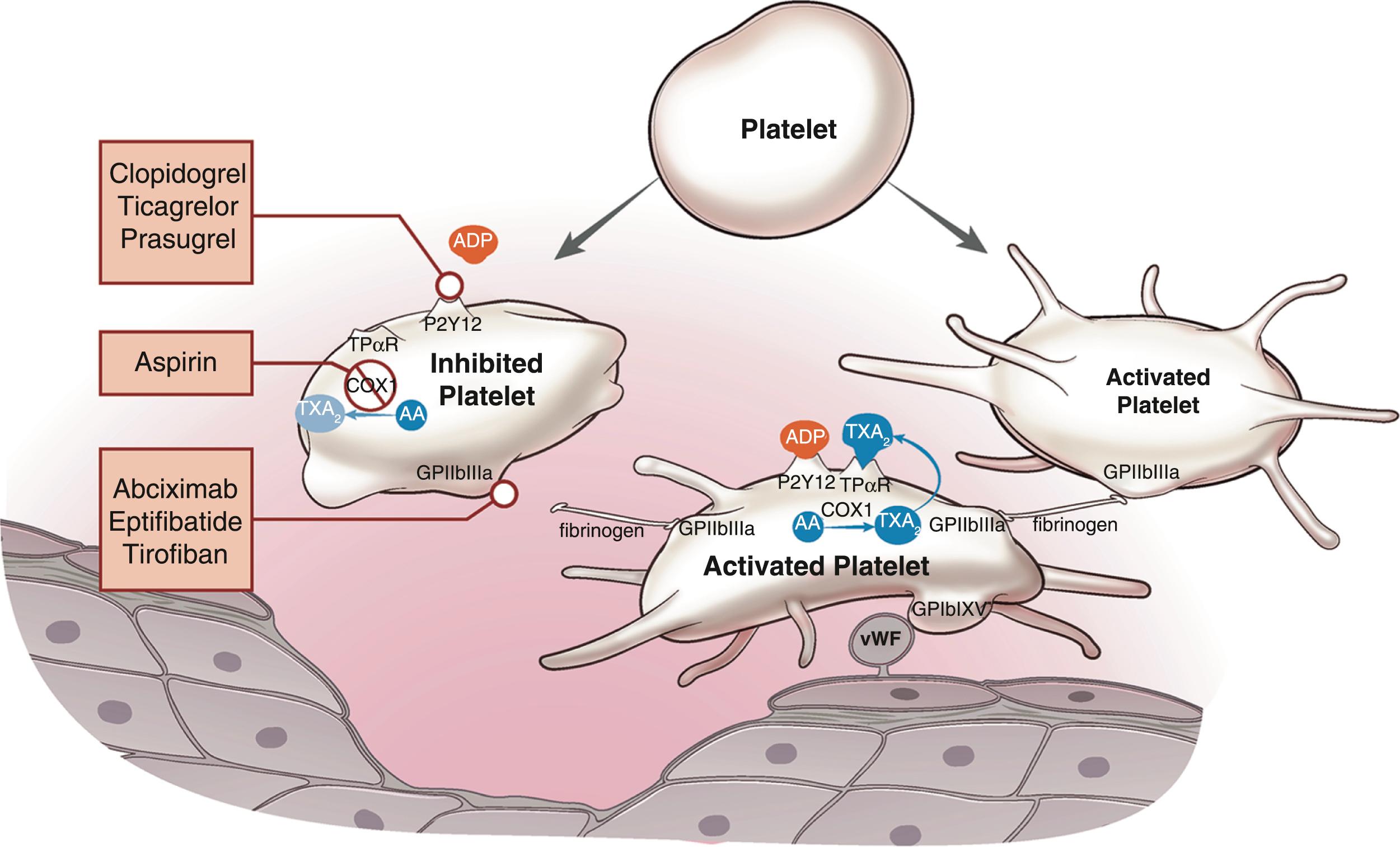 Figure 18.4, Antiplatelet drugs and their mechanisms of action.