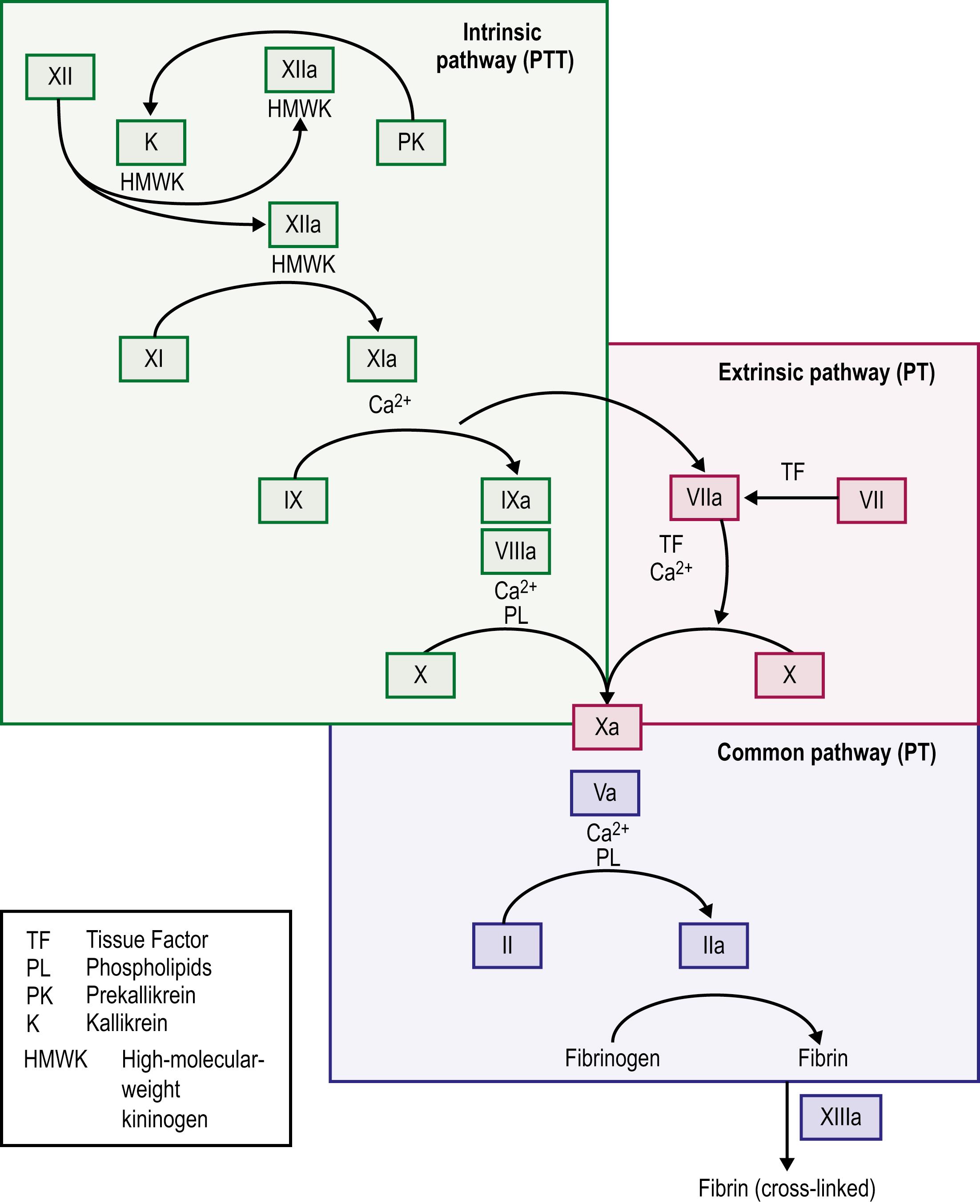 Fig. 5.1, The coagulation cascade.