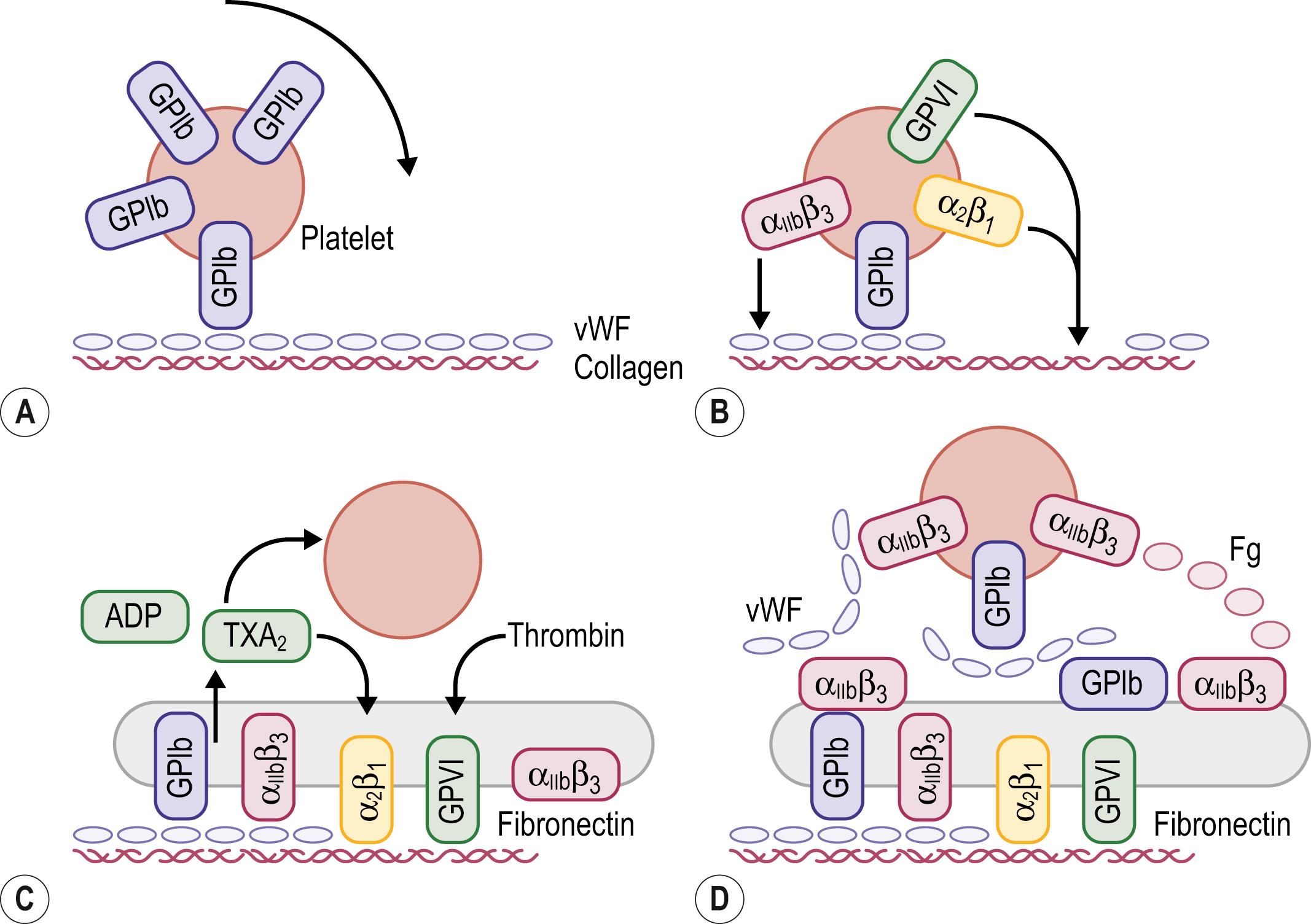 Fig. 5.2, Schematic representation of platelet adhesion and aggregation under flow conditions. (A) Rolling of platelets over collagenbound vWF mediated by GPIb. (B) Firm attachment mediated by α2β1 and glycoprotein VI (GP VI) binding to collagen, and by αIIbβ3 binding to collagen-bound vWF. (C) Platelet activation, secretion, and spreading. (D) Aggregate formation.