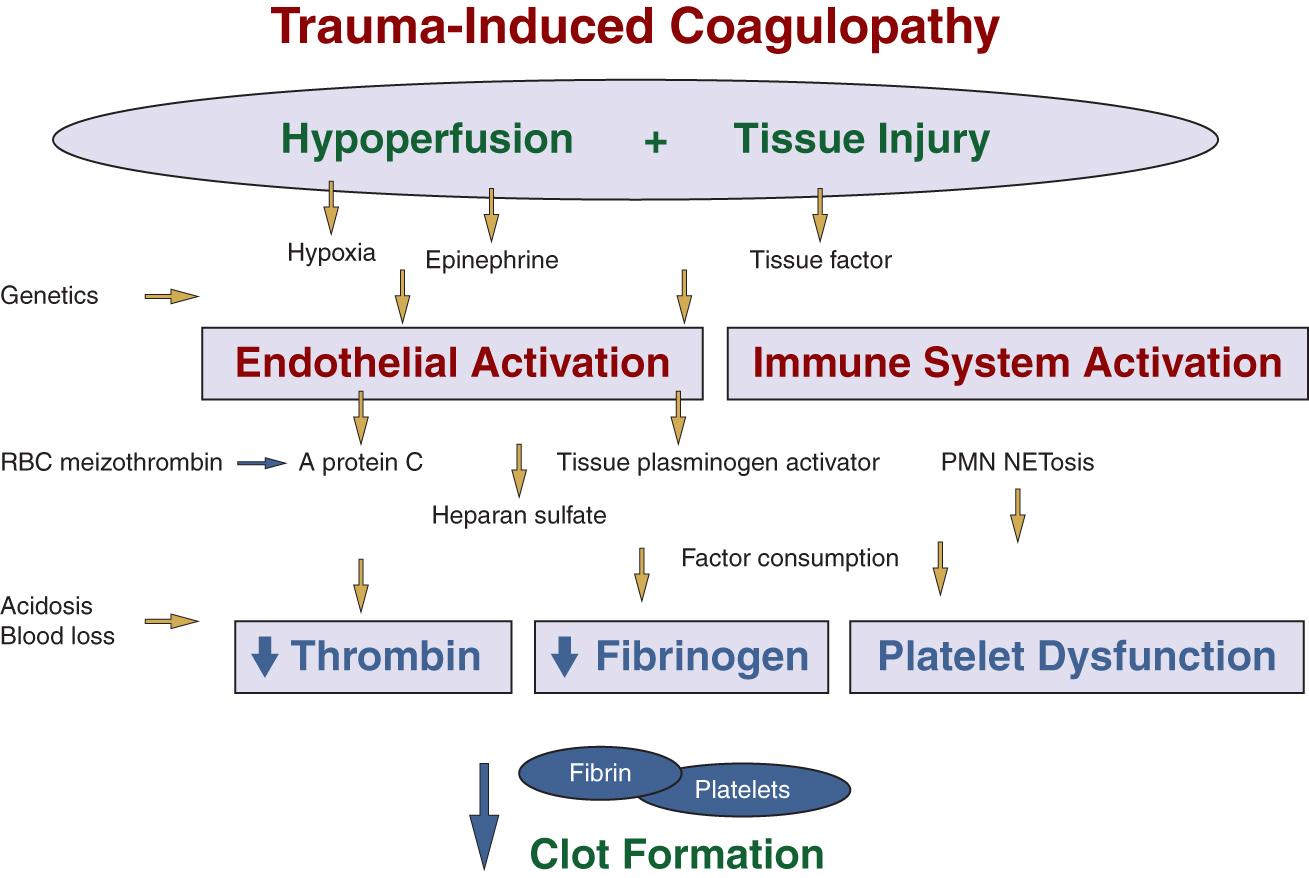 Fig. 22.2, Early trauma-induced coagulopathy (TIC) is driven by hypoperfusion and tissue injury, resulting in inadequate thrombin generation, fibrinogen depletion, and platelet dysfunction.