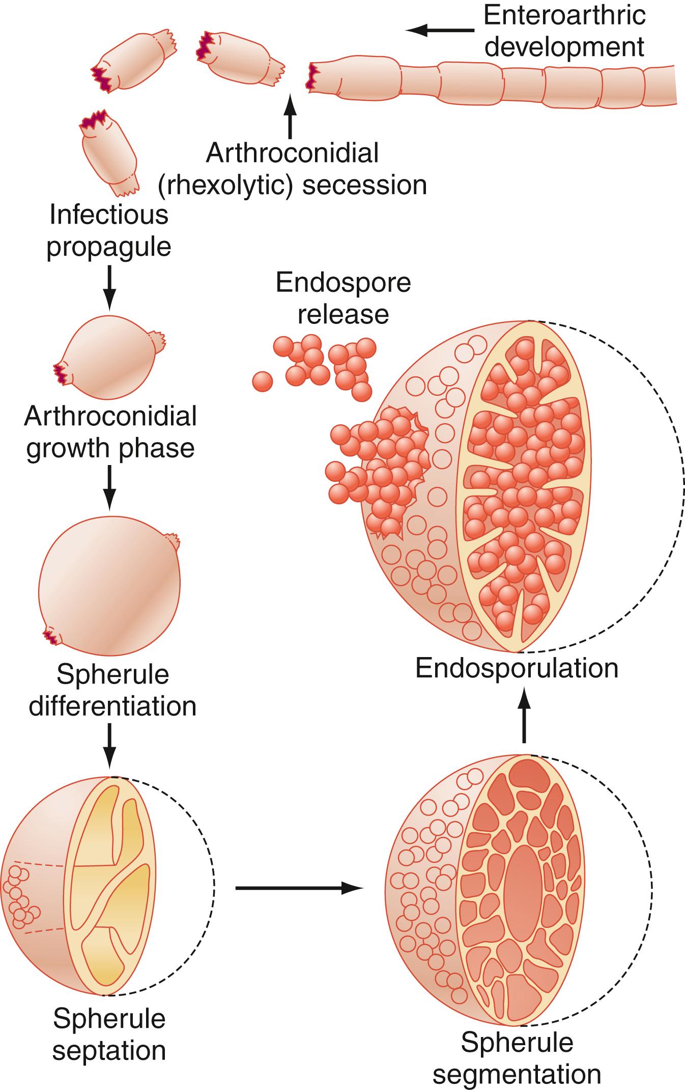 Figure 253.1, Life cycle of Coccidioides immitis .