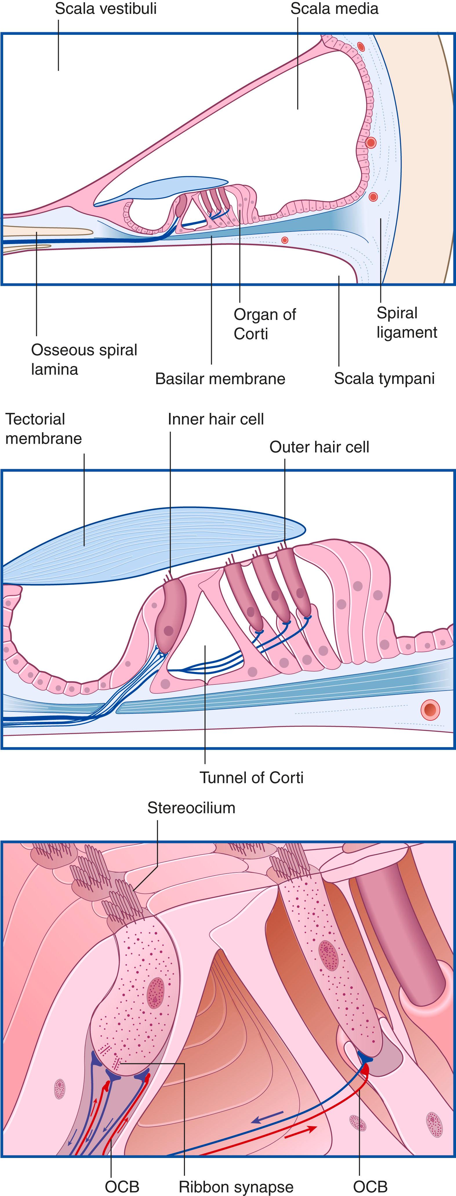 Fig. 20.2, Organ of corti at three levels of magnification. Arrows indicate directions of impulse traffic. OCB , Fibres of the olivocochlear bundle.