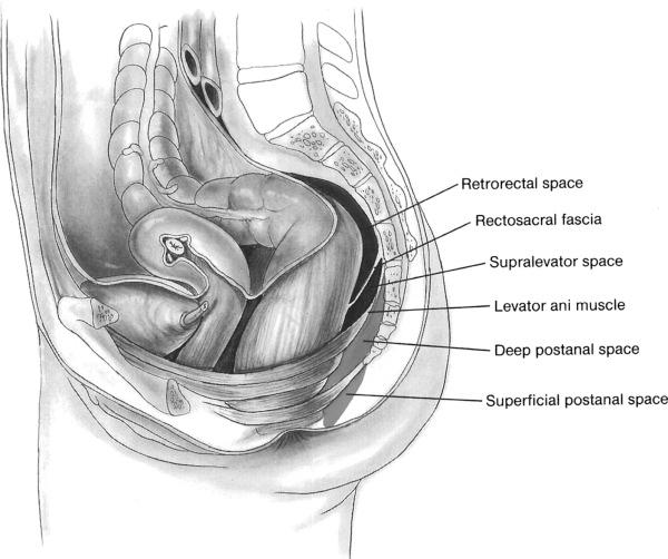F igure 28-1-2, Sagittal view of the rectum and illustration of perianal and perirectal spaces.