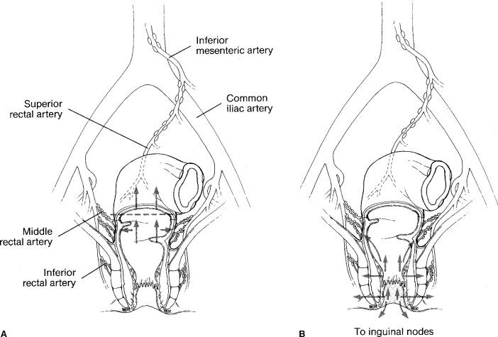 F igure 28-1-4, A, Lymphatic drainage of the rectum and B, anal canal.