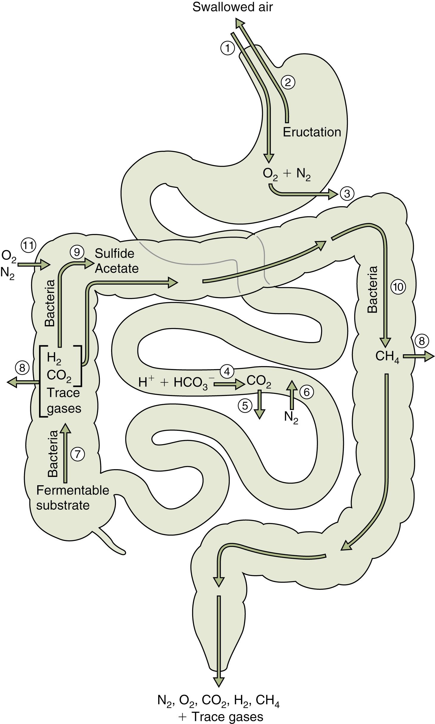 Fig. 10.1, Physiology of Gastrointestinal Gas Production.