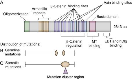 Figure 34-1, Schematic representation of the adenomatous polyposis coli (APC) protein and mutation histograms