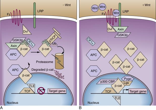 Figure 34-2, Model of adenomatous polyposis coli (APC) and β-catenin function