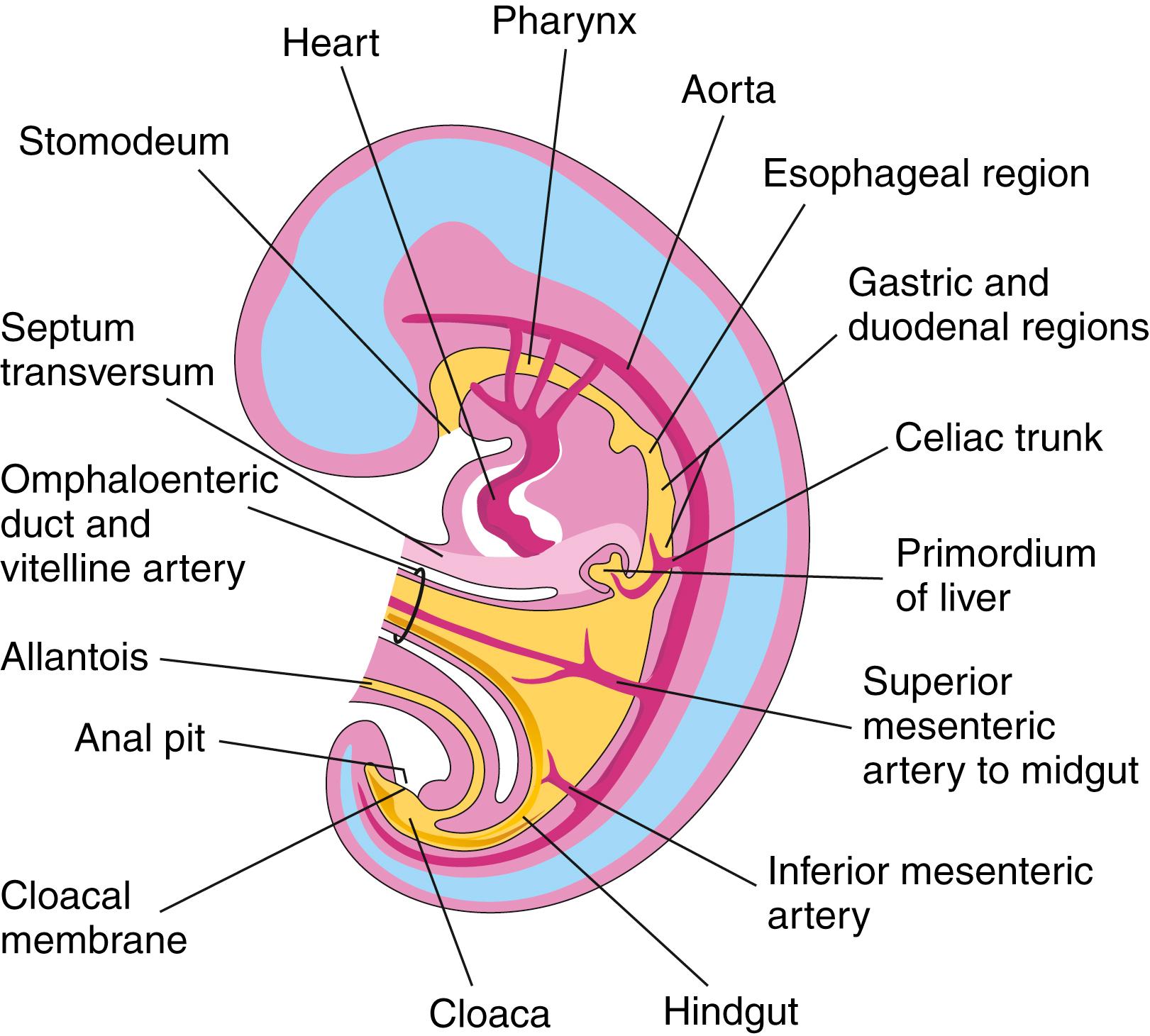 Fig. 52.1, Median section of the embryo showing the early alimentary system and its blood supply (week 4).