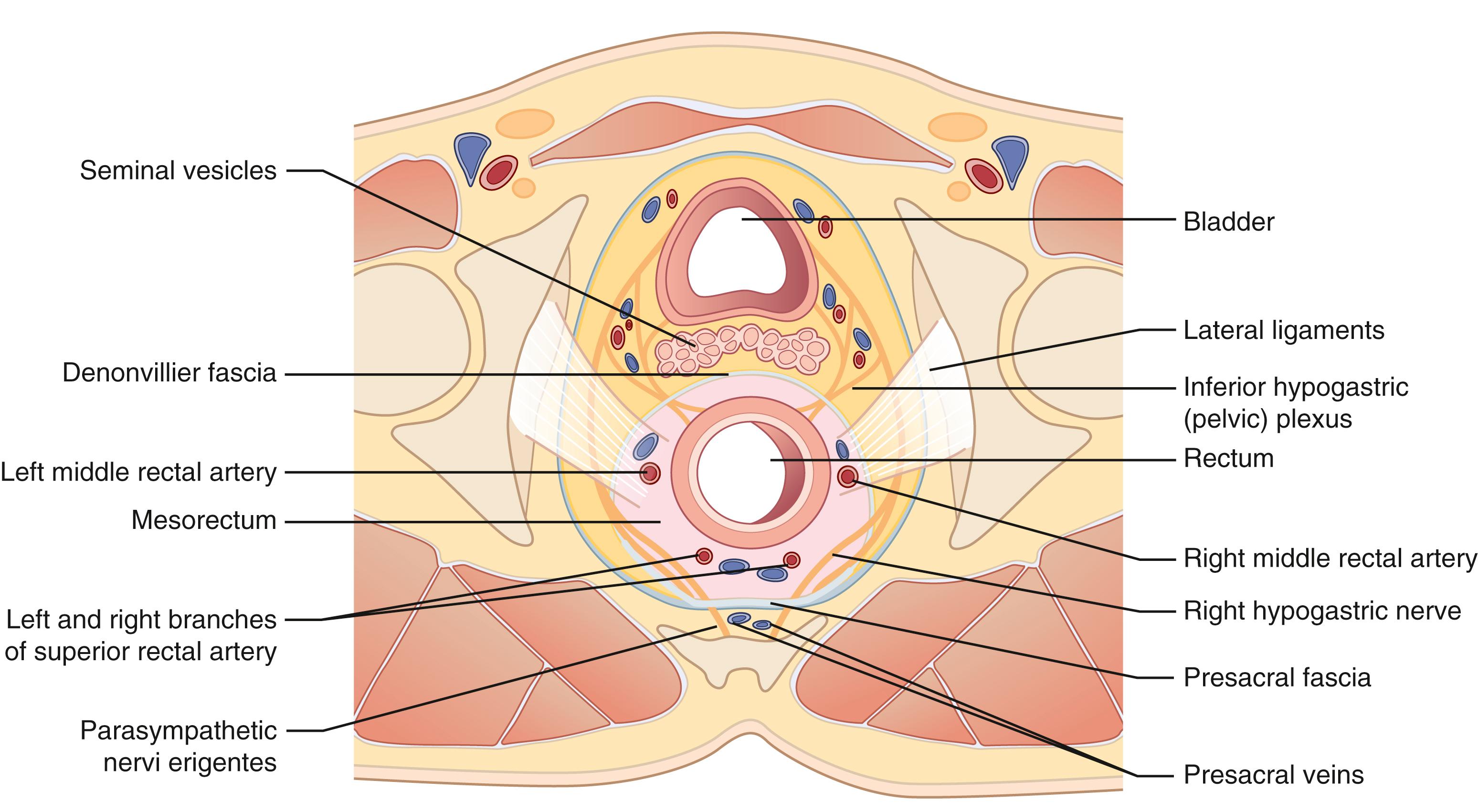 Fig. 52.11, Cross-section of mesorectum and surrounding structures.