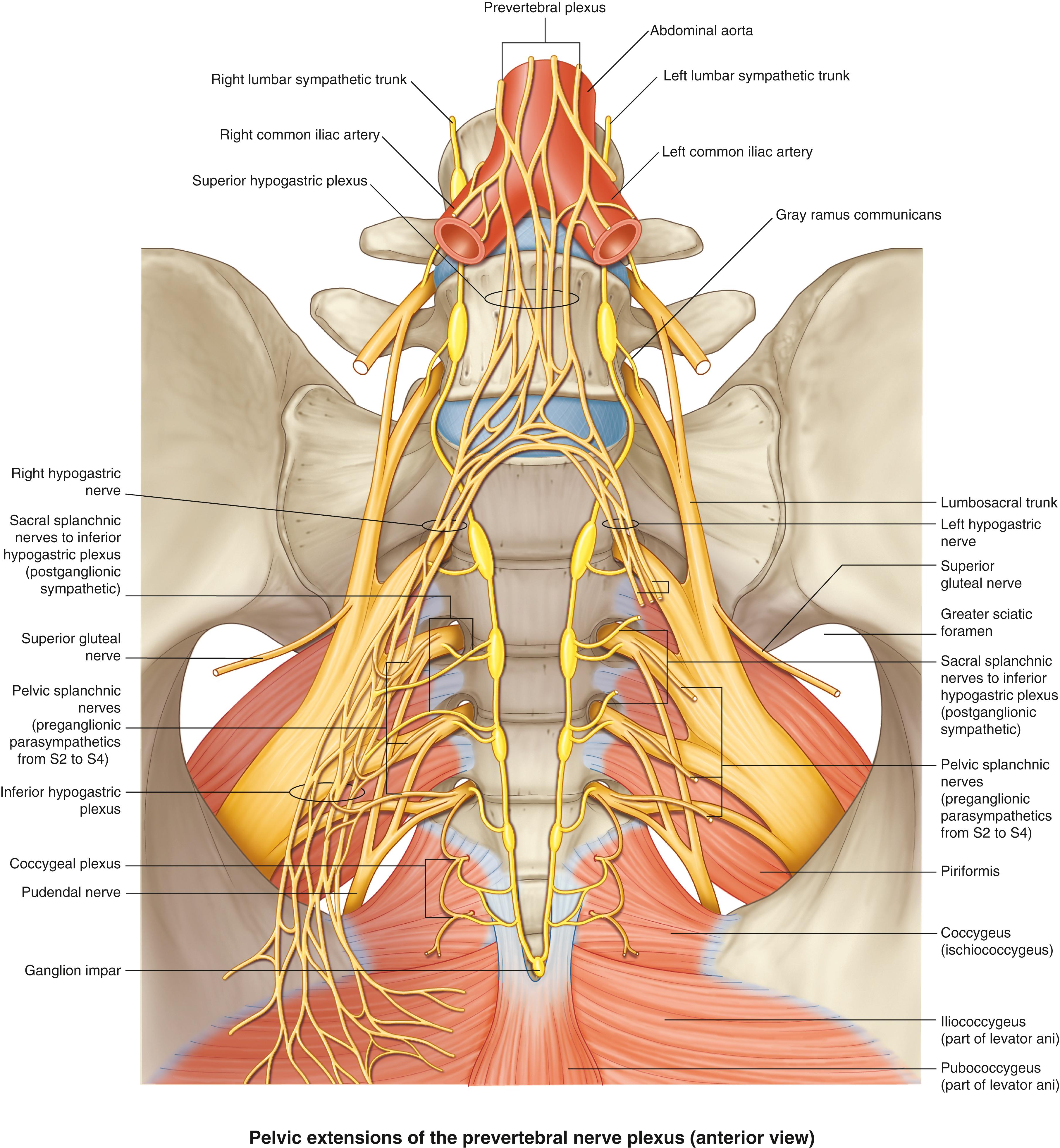 Fig. 52.13, Pelvic nerve plexus.