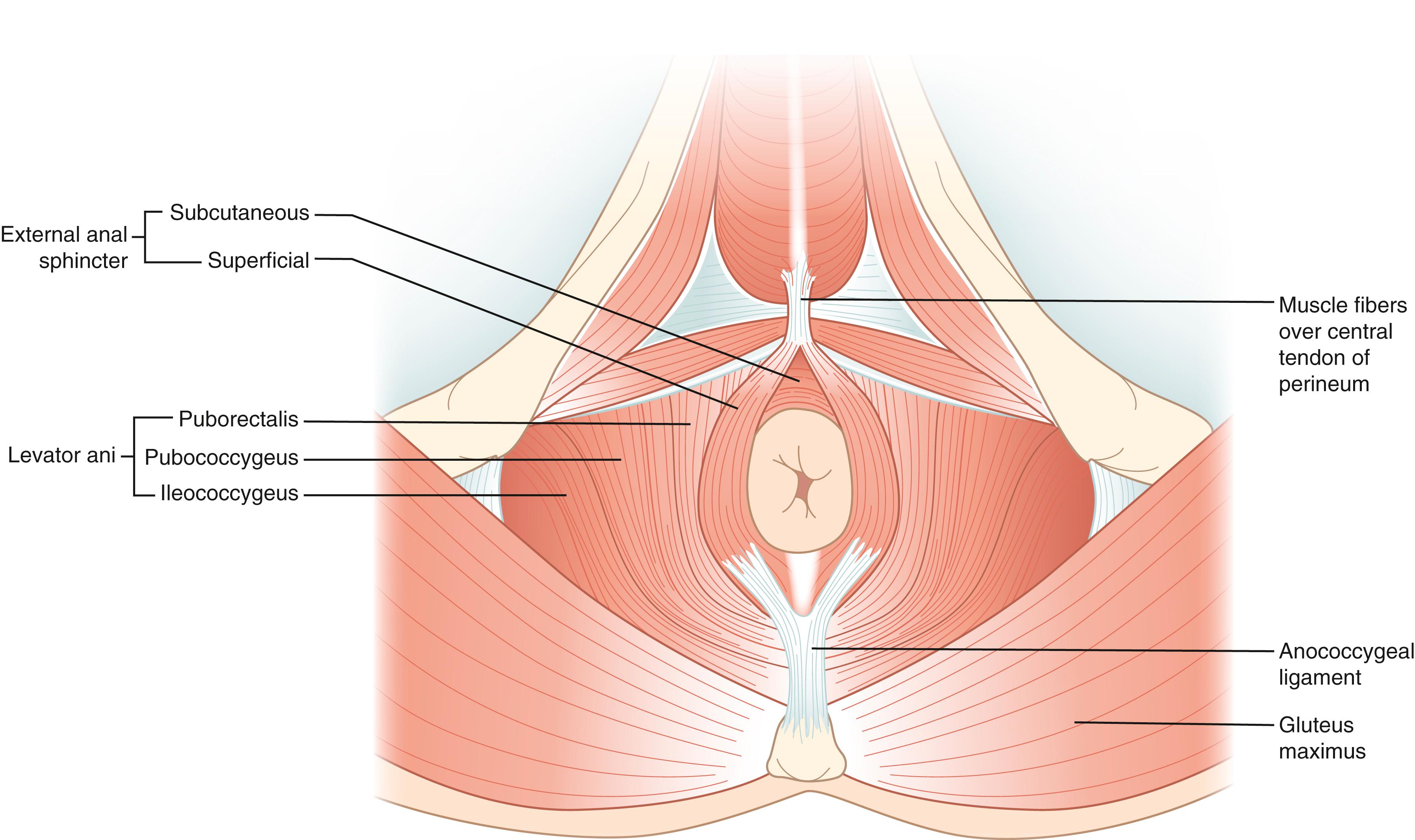 Fig. 52.14, The pelvic musculature and innervation from below. The deep anal sphincter muscles are hidden under the superficial part.