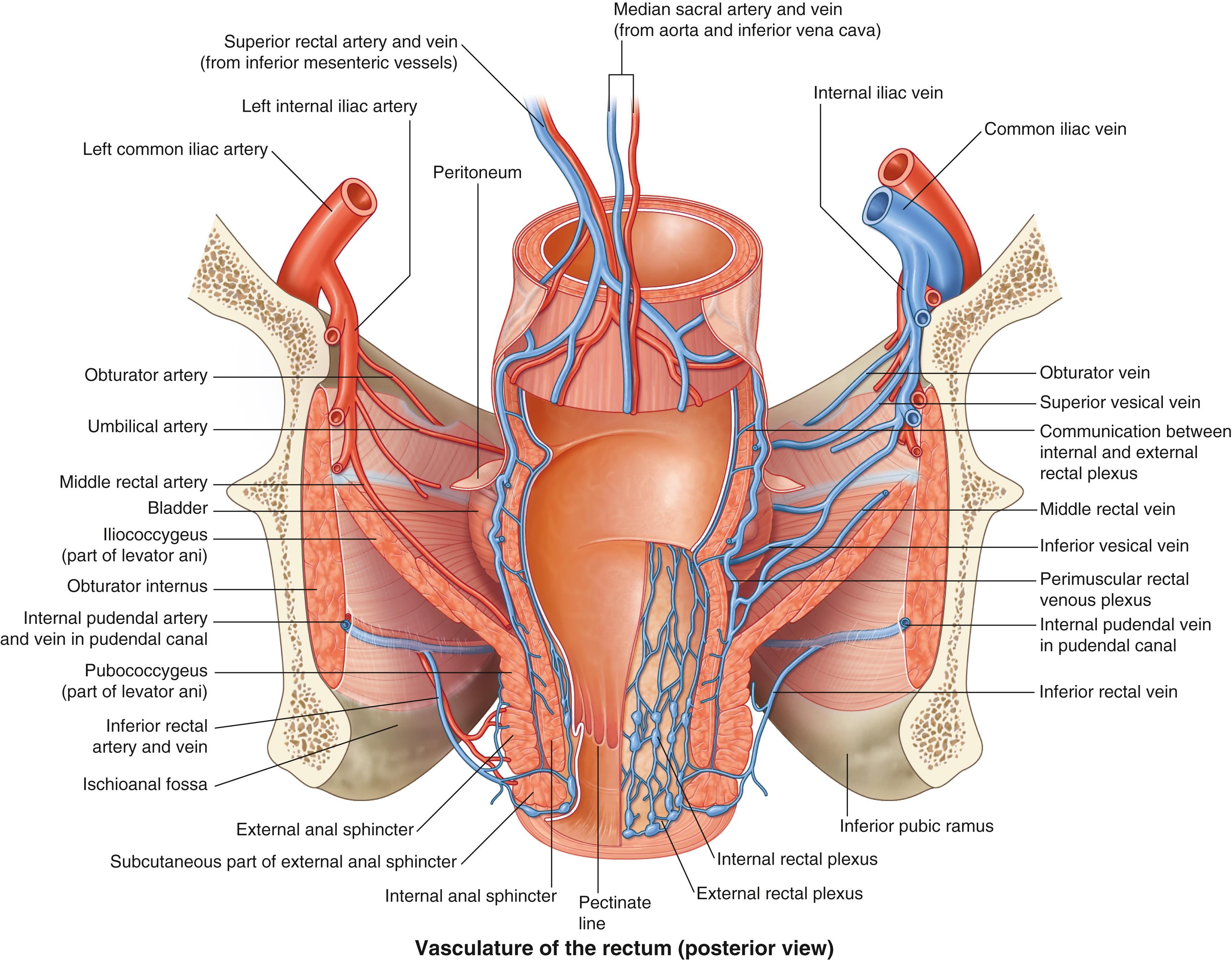 Fig. 52.12, Vasculature of the rectum, posterior view.