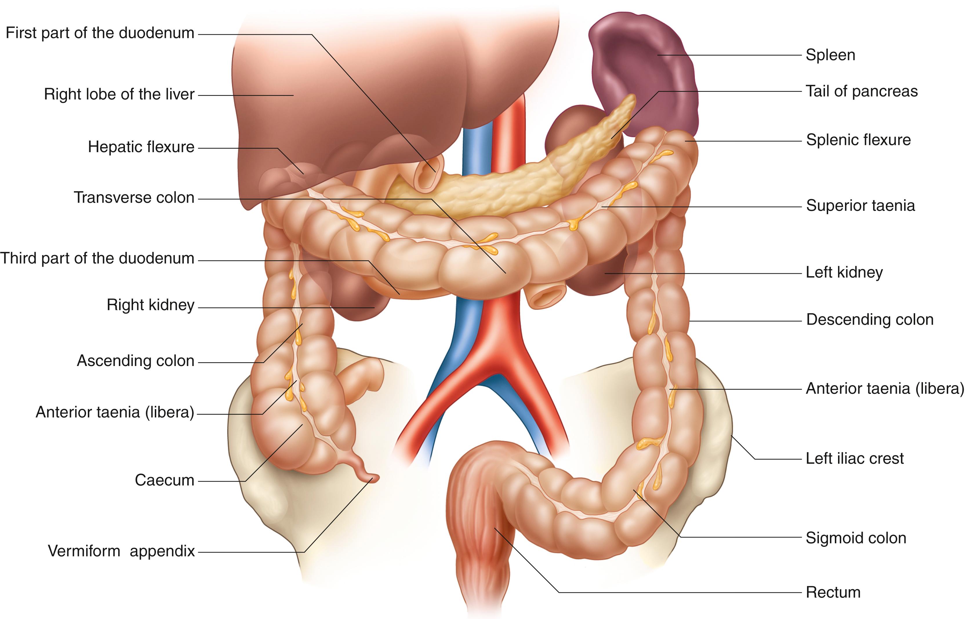 Fig. 52.4, The large bowel includes the colon, consisting of ascending, transverse, descending, and sigmoid colon and the rectum, shown here in relation to neighboring anatomic structures.