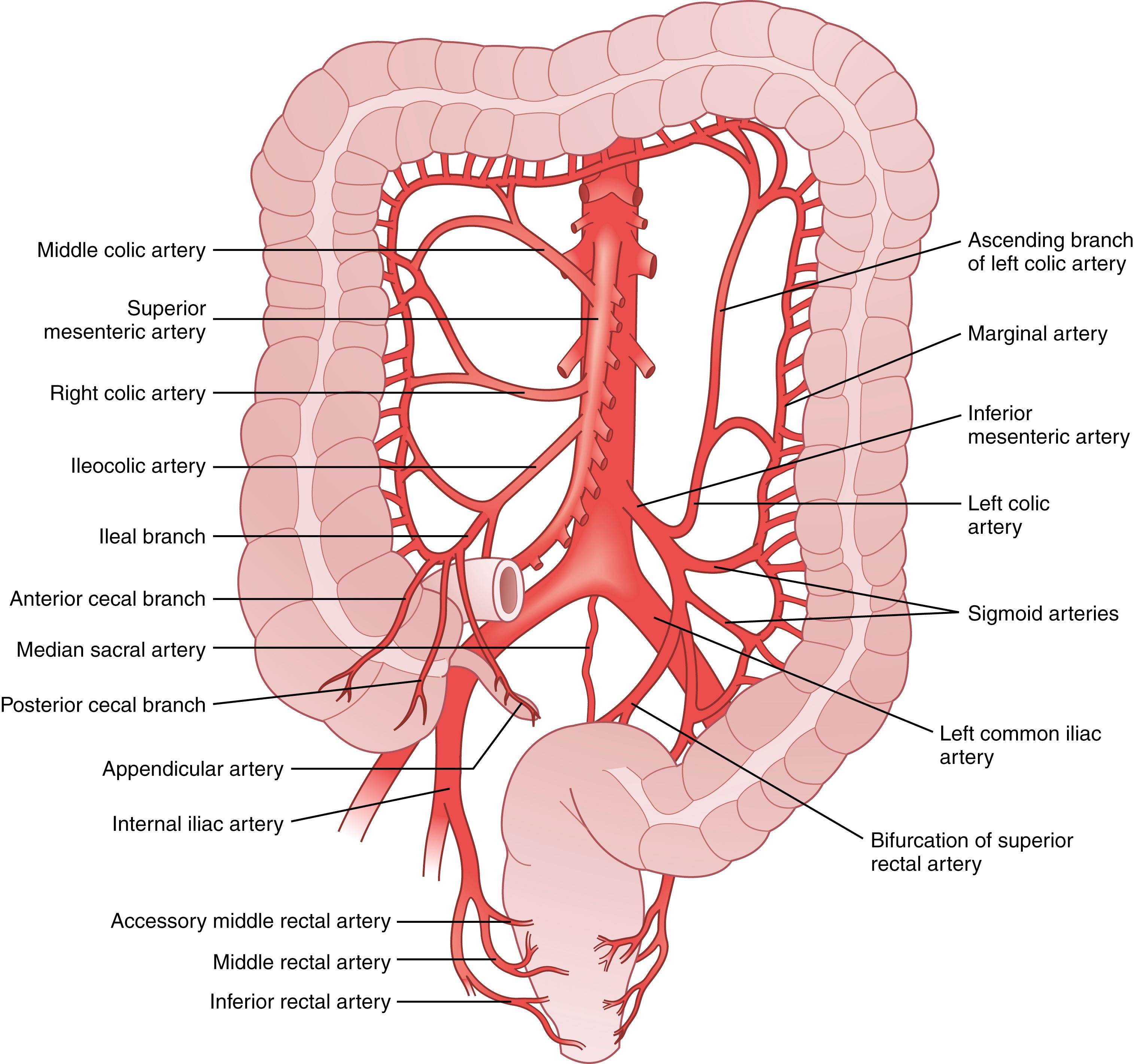 Fig. 52.8, The arterial blood supply to the colon is from the superior and inferior mesenteric arteries.