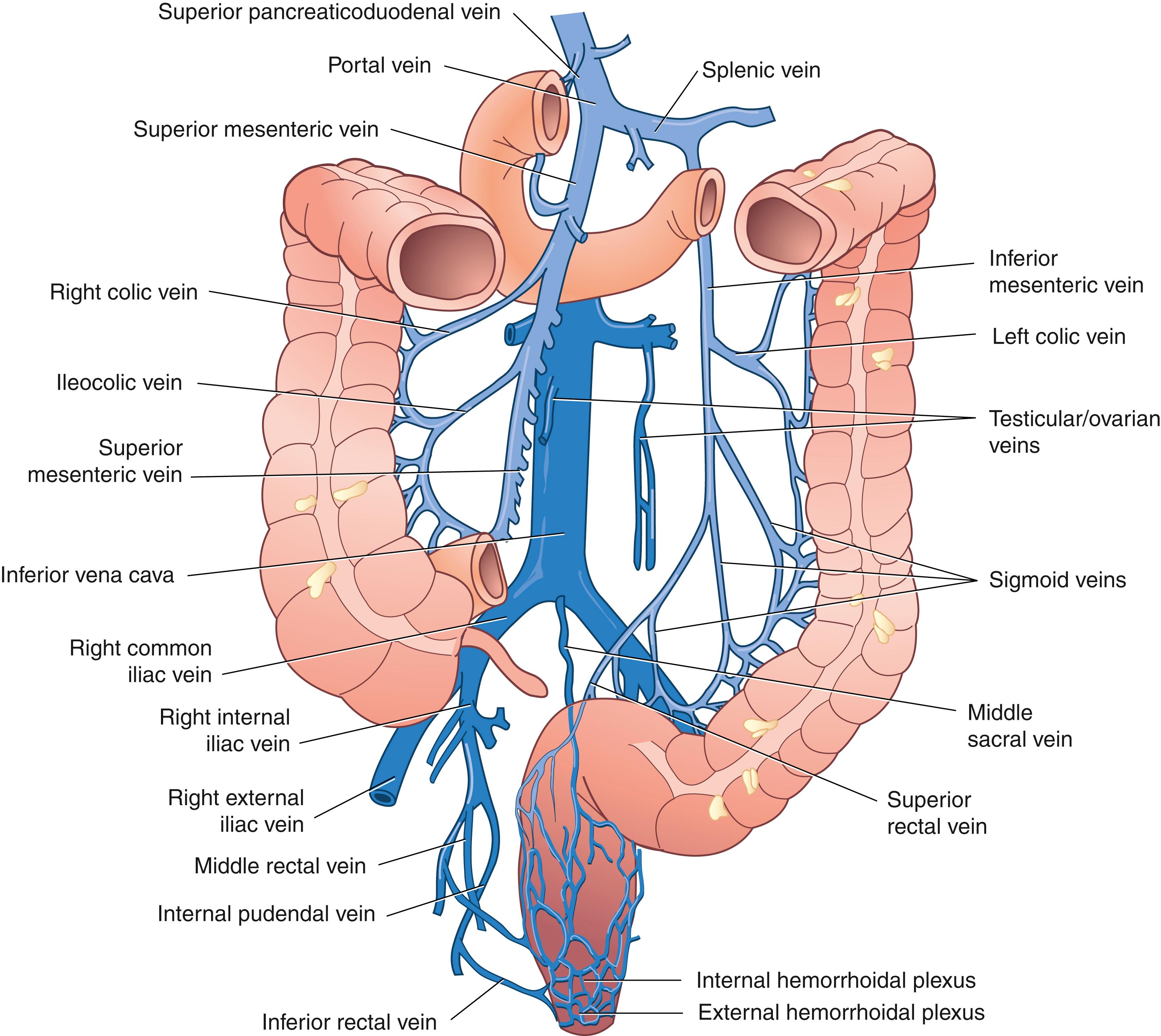 Fig. 52.9, Venous anatomy of the colon and rectum.