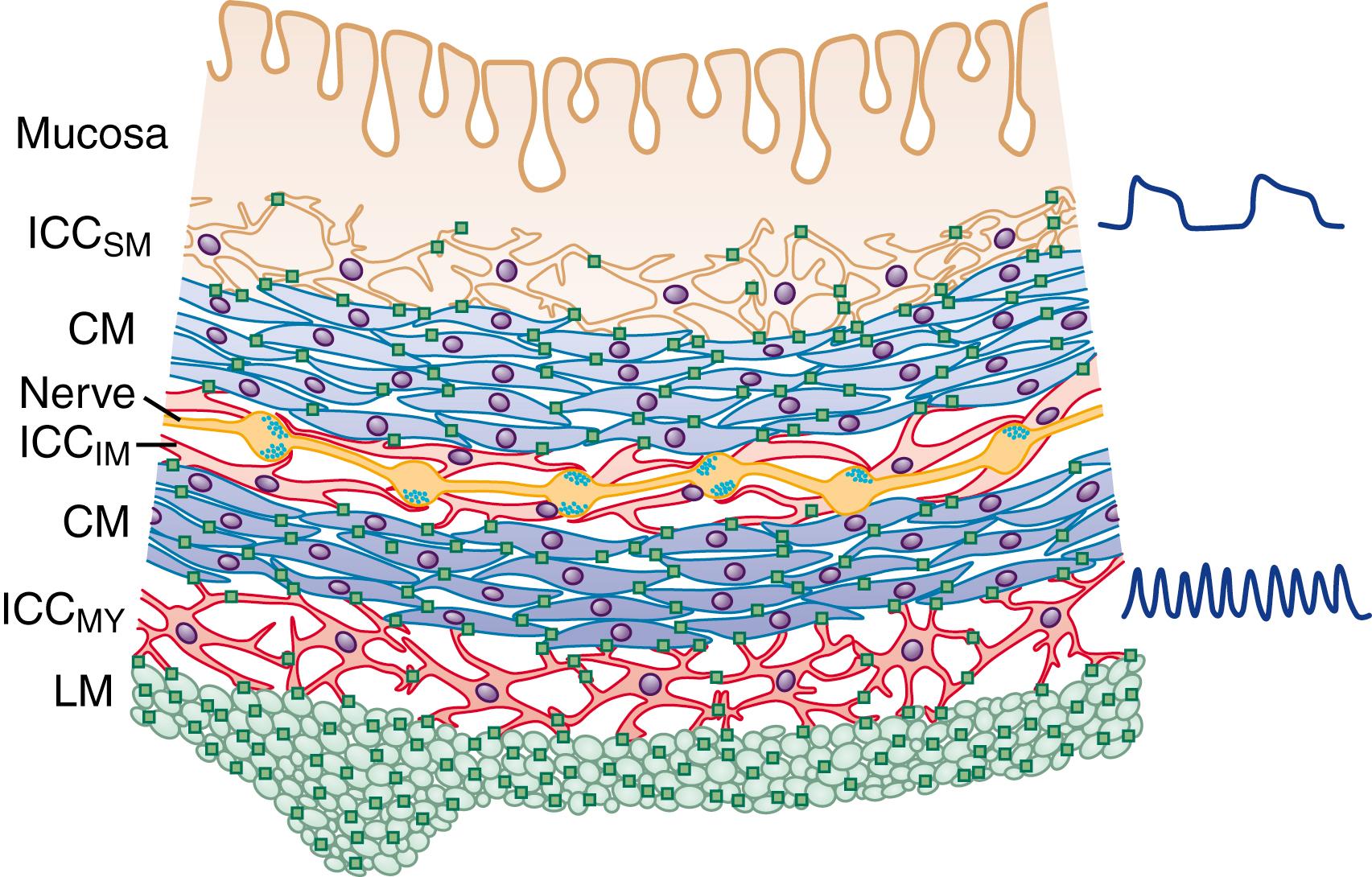 Fig. 100.1, Schematic cross-section of the human colon.