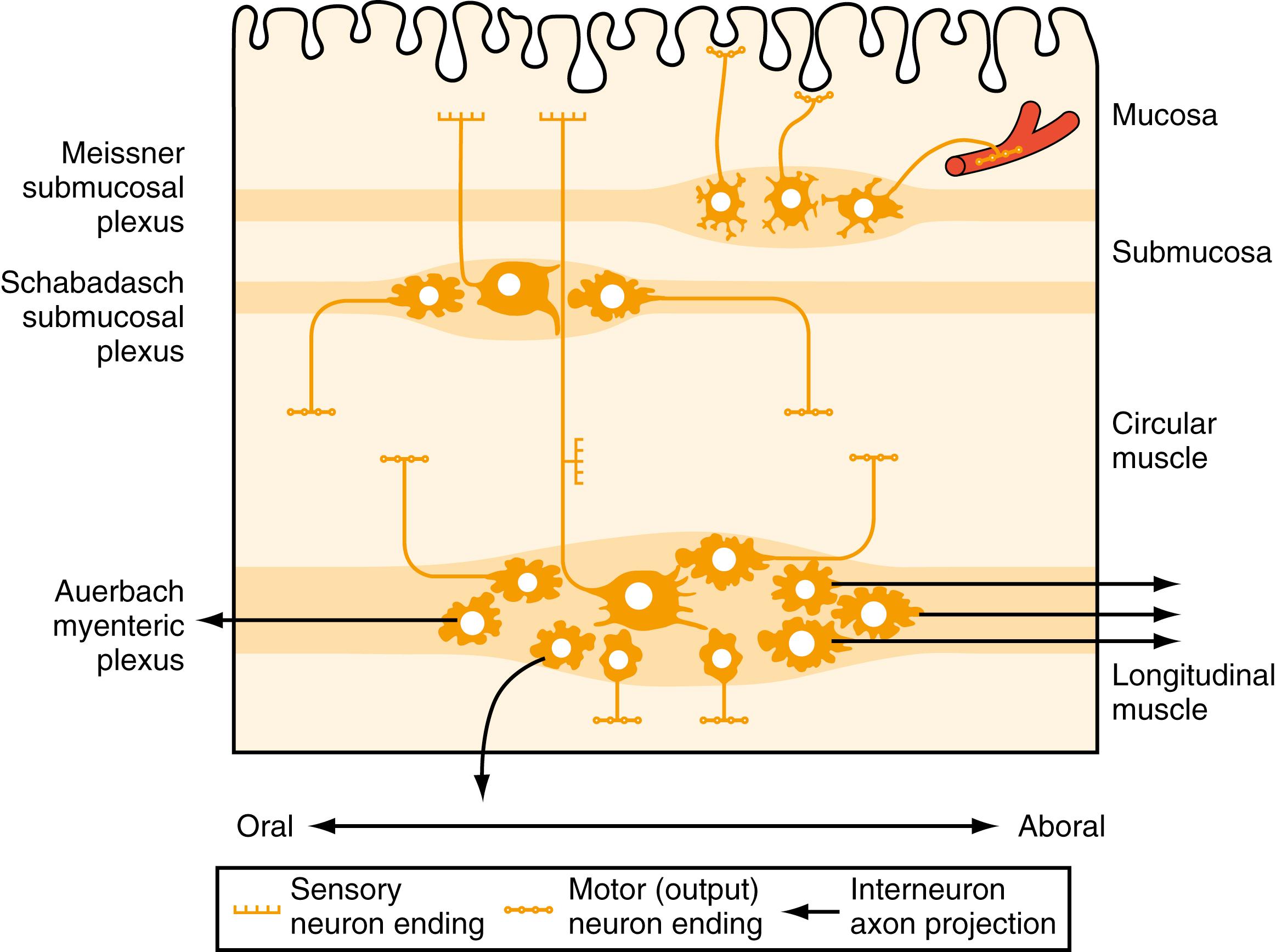 Fig. 100.4, Diagram showing layers and components of the intestinal wall.