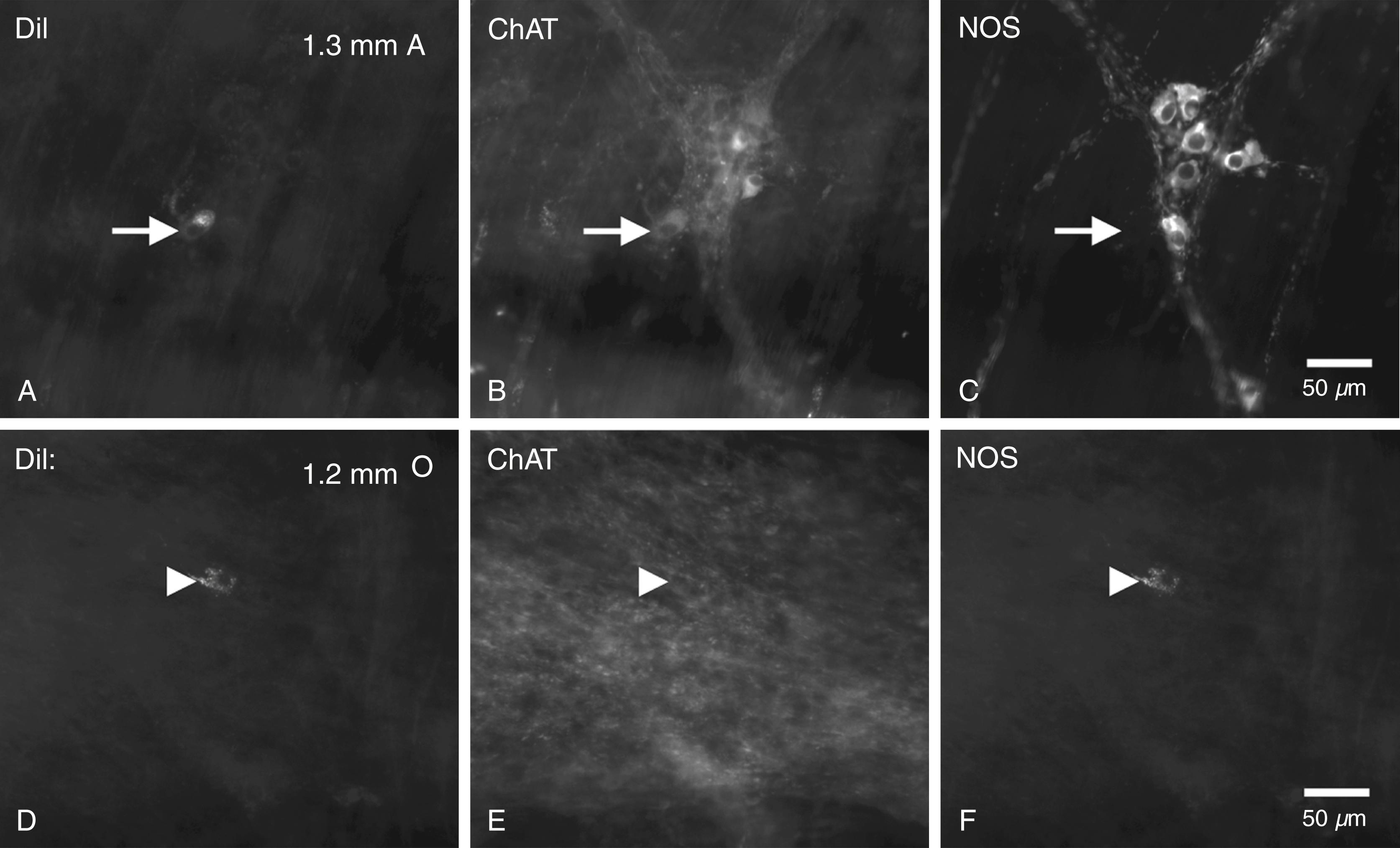 Fig. 100.5, Polarized projections of enteric motor neurons in human colon.