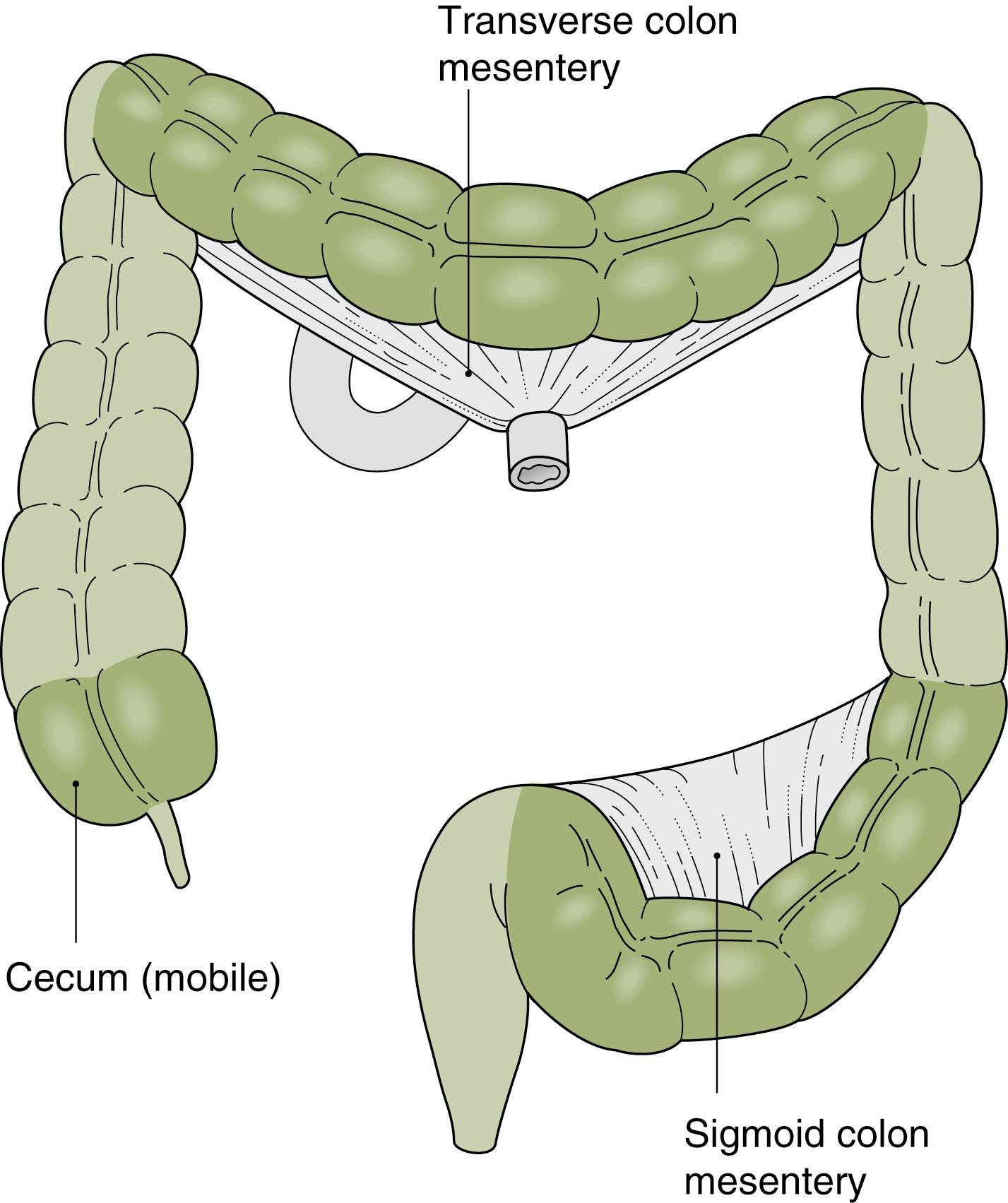 Fig. 61.3, Mesenteric Attachments of the Colon.