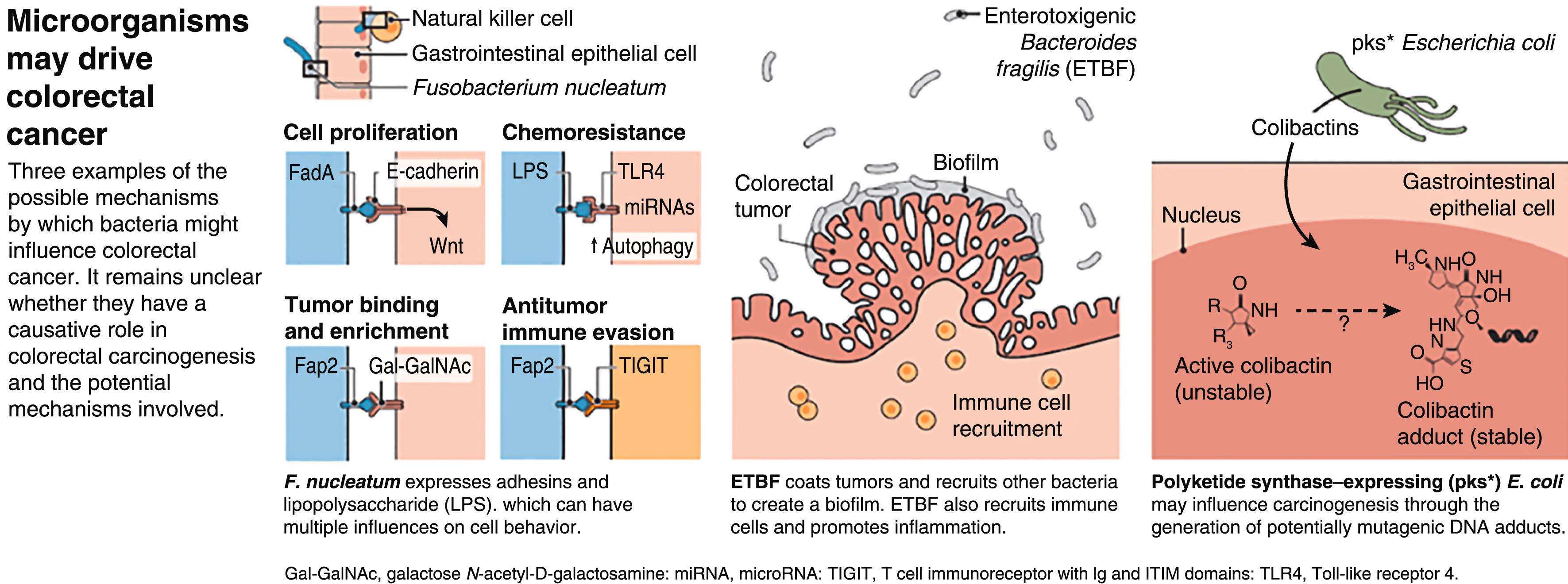Figure 2.2, Possible mechanisms of interactions between microbiomes and colorectal carcinogenesis.