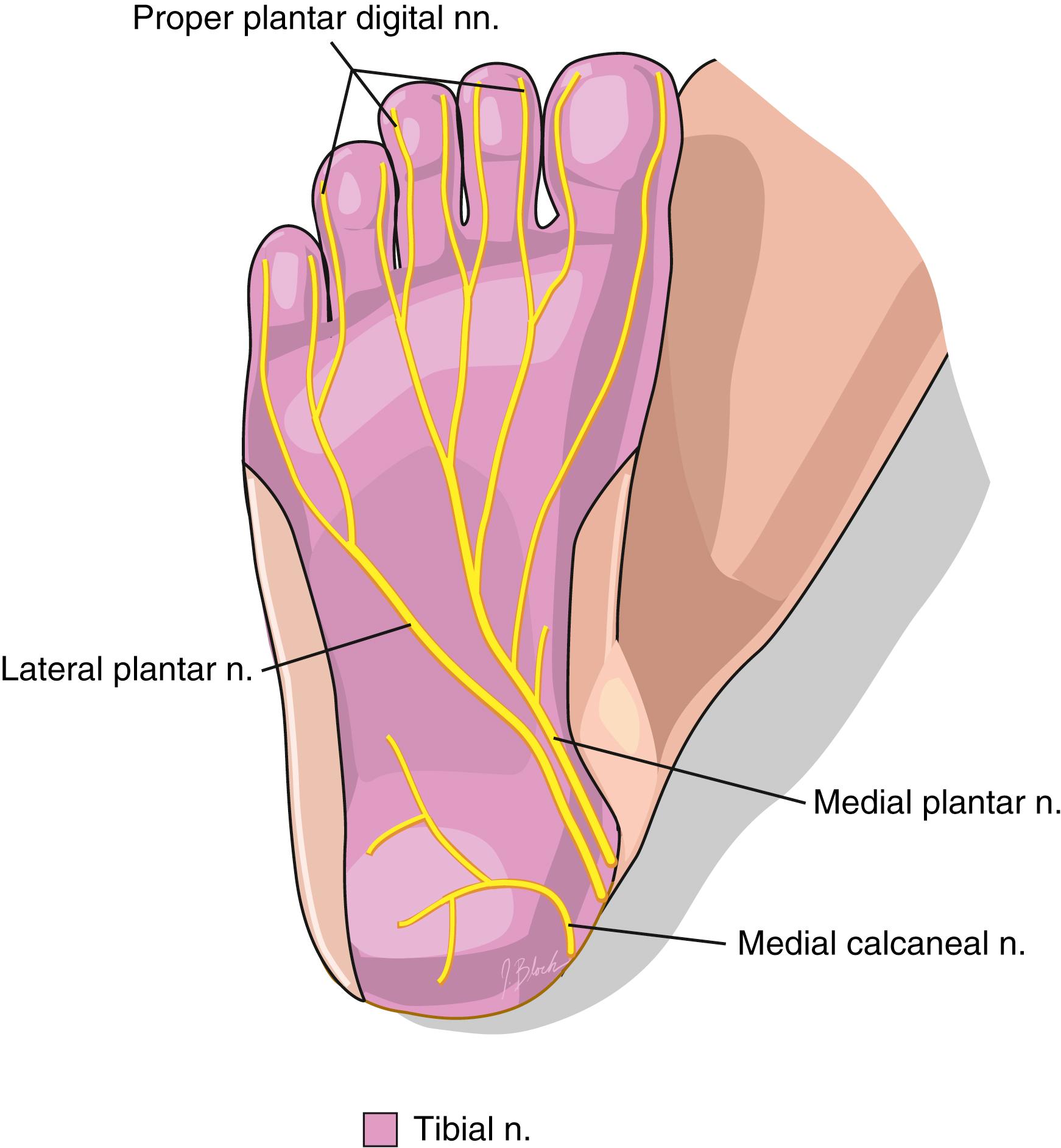 FIG. 172.5, Distribution of the branches of the tibial nerve across the plantar surface. n./nn., Nerve/nerves.