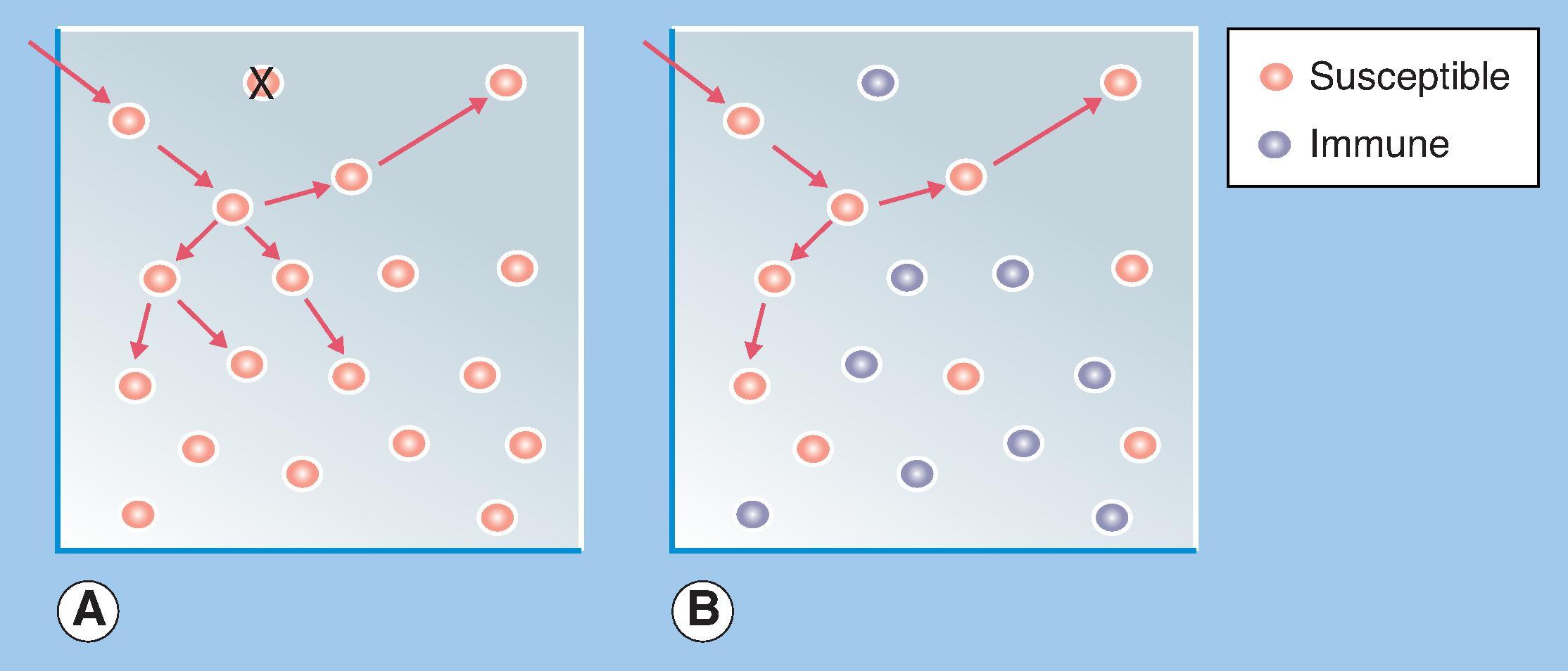 Fig. 78.1, Simple diagram illustrating three generations of transmission after introduction of an infection into a fully susceptible population (A) and into a population containing immune individuals (B). Although it is clear from this diagram that some individuals may be shielded from infection in population B, similar shielding can also occur in A, if transmission should continue but miss some individuals (e.g., individual “X”) just by chance.