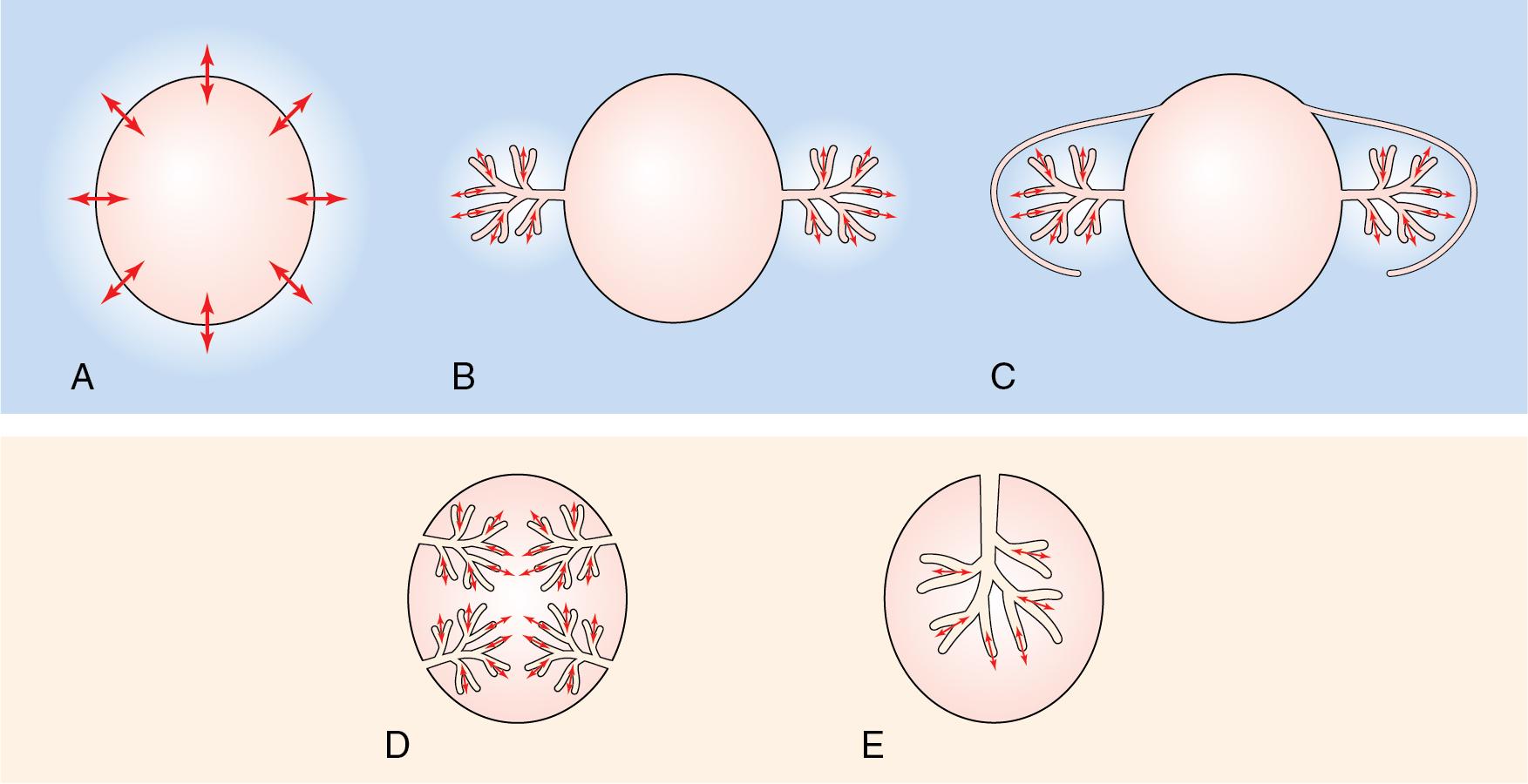 • Fig. 26.1, Structural designs for gas-exchange systems. (A) Diffusion across the cell membrane directly into the cytoplasm. (B) External gills, through which blood flows for gas exchange. (C) Internal gills, in which the gas-exchange mechanism is covered by a protective operculum. (D) Insect tracheal system, in which gas is conducted along passages into close proximity with tissue. (E) Lungs, in which air is taken into the body and a circulatory system transports gases to and from the tissues. Blue indicates aquatic environments, and yellow indicates respiration in air, although there are exceptions to these general rules.