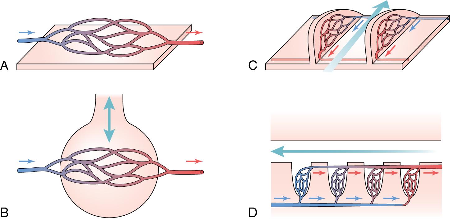 • Fig. 26.2, Different designs for exchange of respiratory gases between air or water and blood. (A) Open system of exchange across skin. (B) ‘Pool’ system such as the mammalian lung with tidal ventilation of air into a blind ending alveolus. (C) Countercurrent mechanism of a fish gill in which blood flow through the lamella is in the opposite direction to the water flow. (D) Cross-current mechanism of the bird lung in which blood flows across the air capillaries along the parabronchus in the opposite direction to air flow.