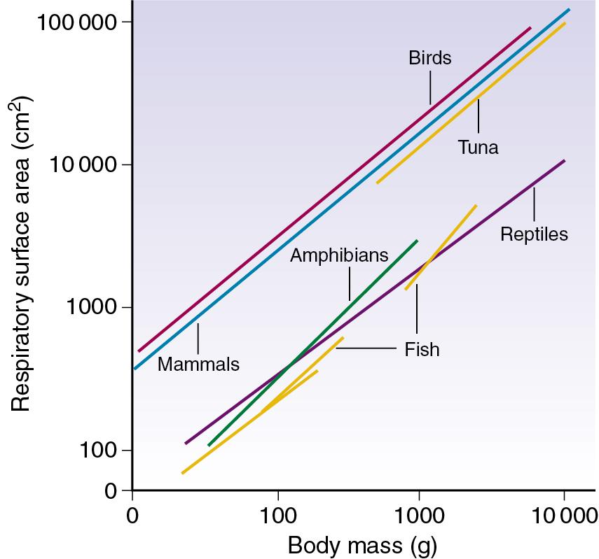 • Fig. 26.3, Relationship between respiratory gas-exchange surface area and body mass in the animal kingdom. Note the linear relationship for most groups of animals, and the generally higher requirement for endotherms (mammals and birds). Fish species vary according to their activity levels and normal environmental temperature.