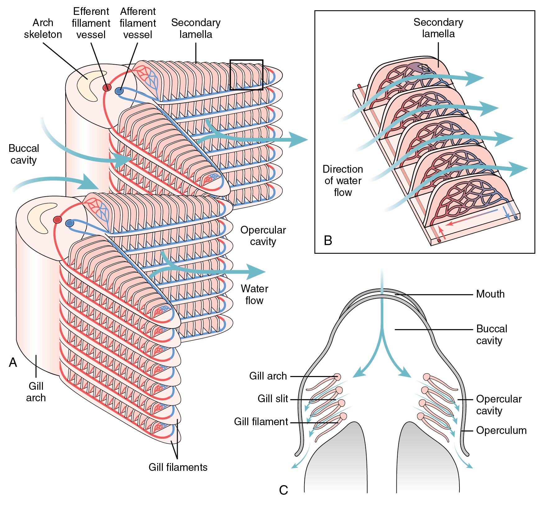 • Fig. 26.4, Structure and function of gills in bony fish. (A) Structure of the gill arch, filaments and secondary lamellae, and the direction of water flow. (B) Water flow is in the opposite direction to blood flow through the secondary lamellae, establishing an efficient countercurrent system. (C) Water flows through the buccal cavity, across the gills and out through the opercular cavity, with muscular control of the openings to the cavities used to pump water through the gills when required.