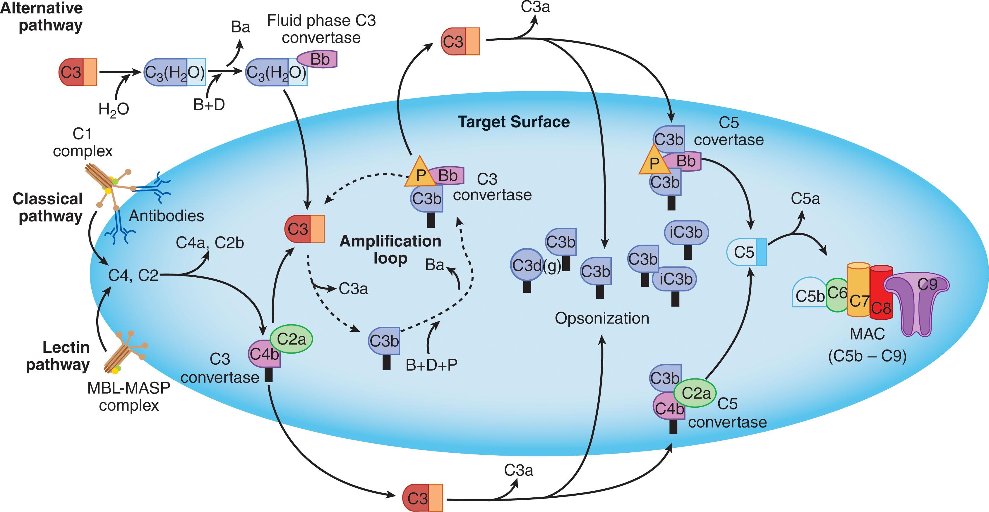 Figure 23.1, SCHEMATIC OVERVIEW OF THE COMPLEMENT CASCADE.