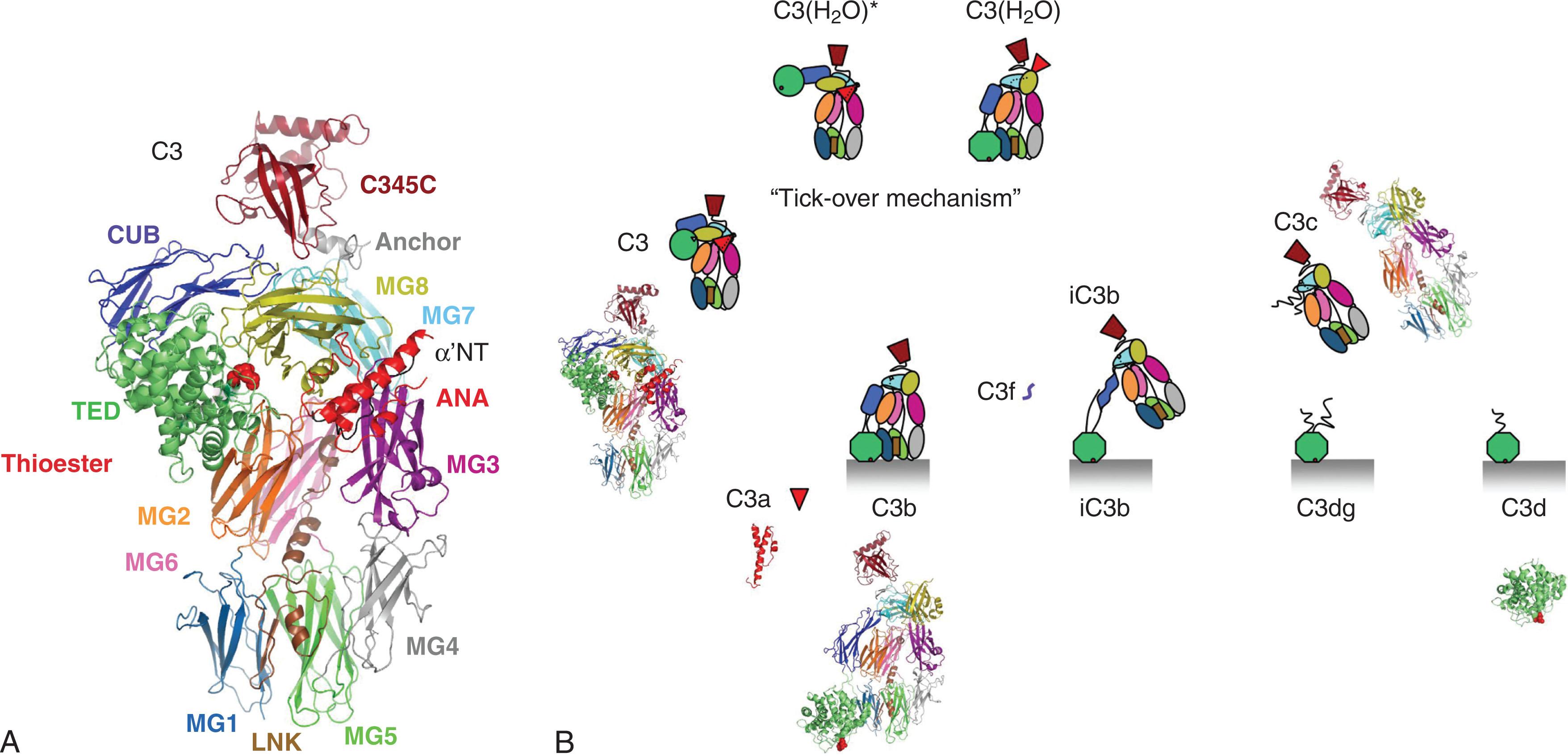 Figure 23.2, THE STRUCTURE OF NATIVE C3, ITS CONFORMATIONAL INTERMEDIATES, AND ITS CLEAVAGE FRAGMENTS.