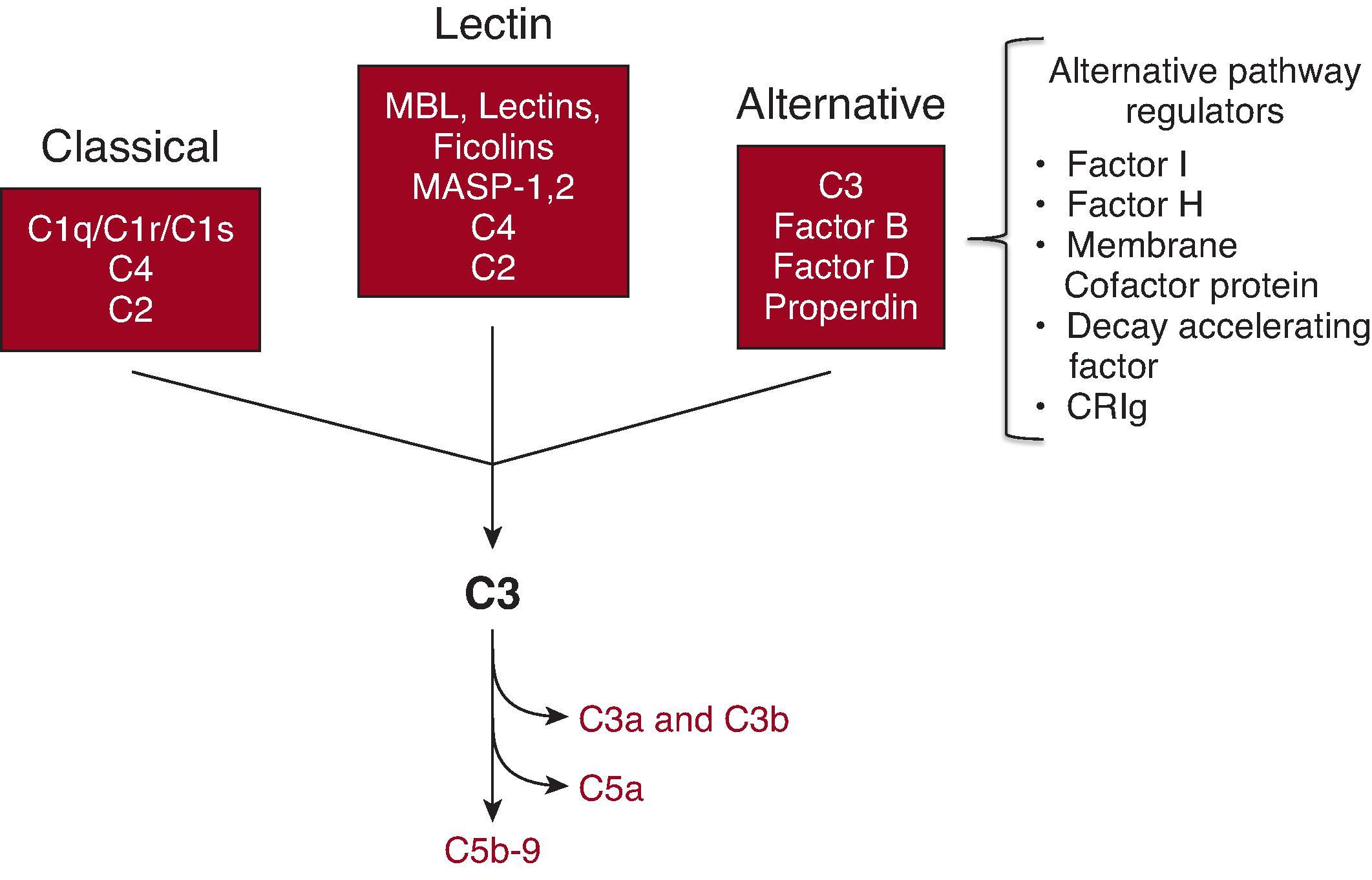 Fig. 22.1, Overview of the complement cascade. The complement cascade can be activated through the classical pathway, the alternative pathway, and the mannose-binding lectin (MBL) pathway. Activation through each of these pathways leads to the cleavage of C3. Full activation of the complement cascade generates several proinflammatory fragments: C3a, C3b, C5a, C5b-9 (shown in red font) . Proteins that regulate activation through the alternative pathway are shown. Of these regulators, defects in factor I, factor H, and membrane cofactor protein are associated with kidney disease.