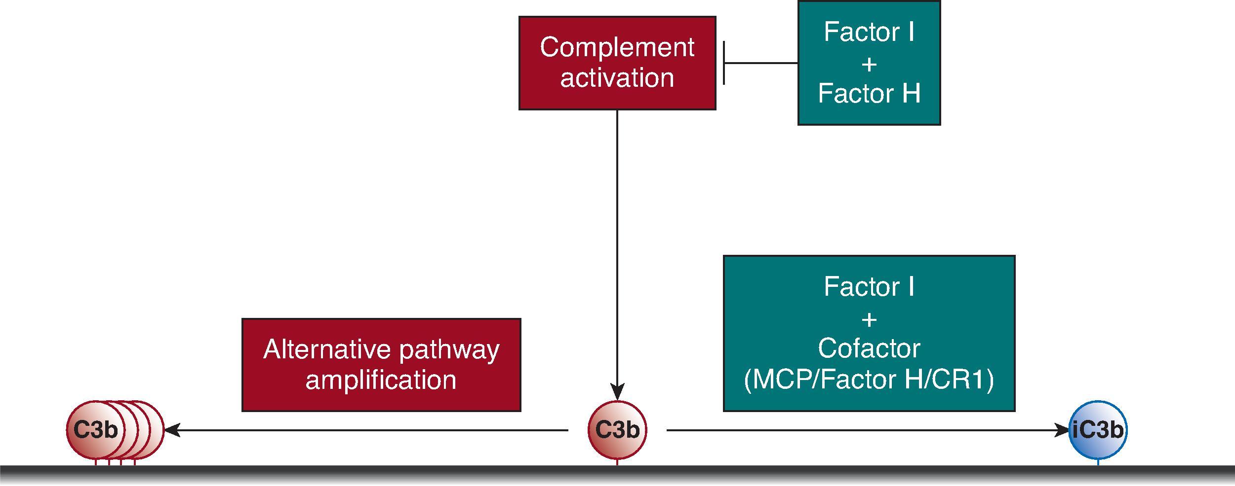 Fig. 22.2, Activation and regulation of the alternative pathway on tissue surfaces. The cleavage of C3 by any of the activation pathways causes deposition of C3b on tissue surfaces. C3b is part of the alternative pathway C3-convertase, and this enzyme generates additional C3b unless the convertase decays or C3b is inactivated by the plasma protease factor I, generating iC3b. To inactivate C3b, factor I requires cofactor proteins. Membrane cofactor protein (MCP) and complement receptor-1 (CR1) are cell surface cofactors. Factor H is a cofactor for inactivation of C3b in the fluid phase and on cell surfaces.