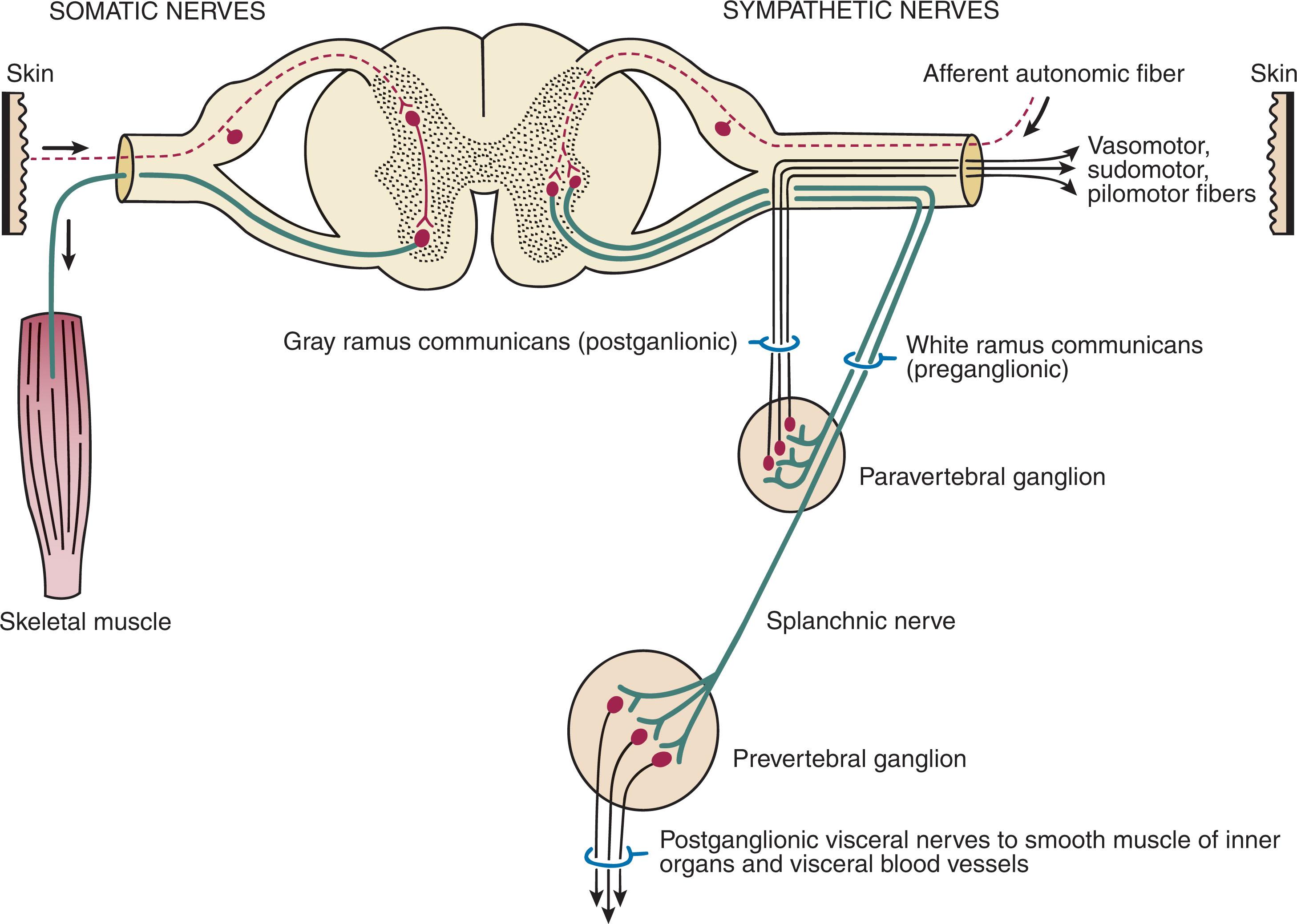 Fig. 20-3, Systemic outflow from spinal cord and course of sympathetic fibers. Heavy lines indicate preganglionic fibers; thin lines indicate postganglionic fibers.